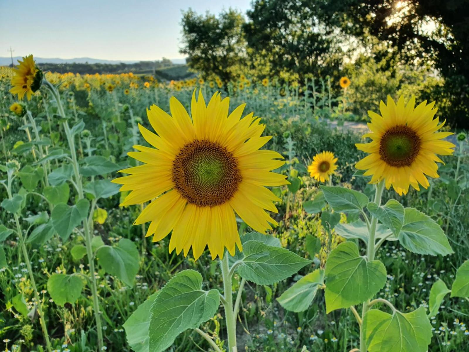 La Collina