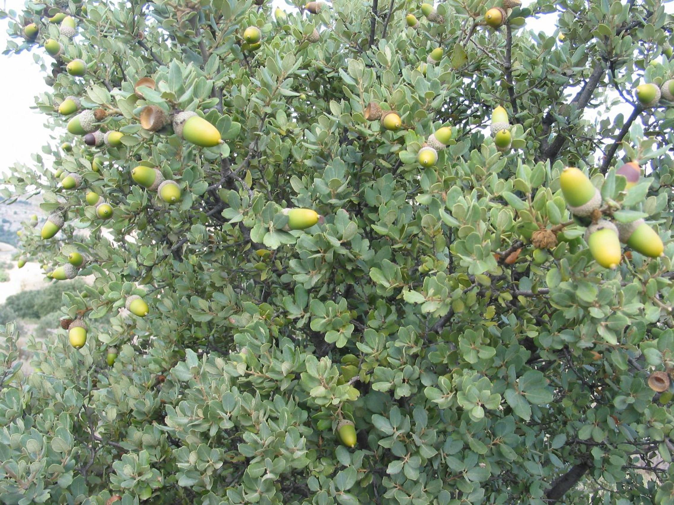 Photo 34