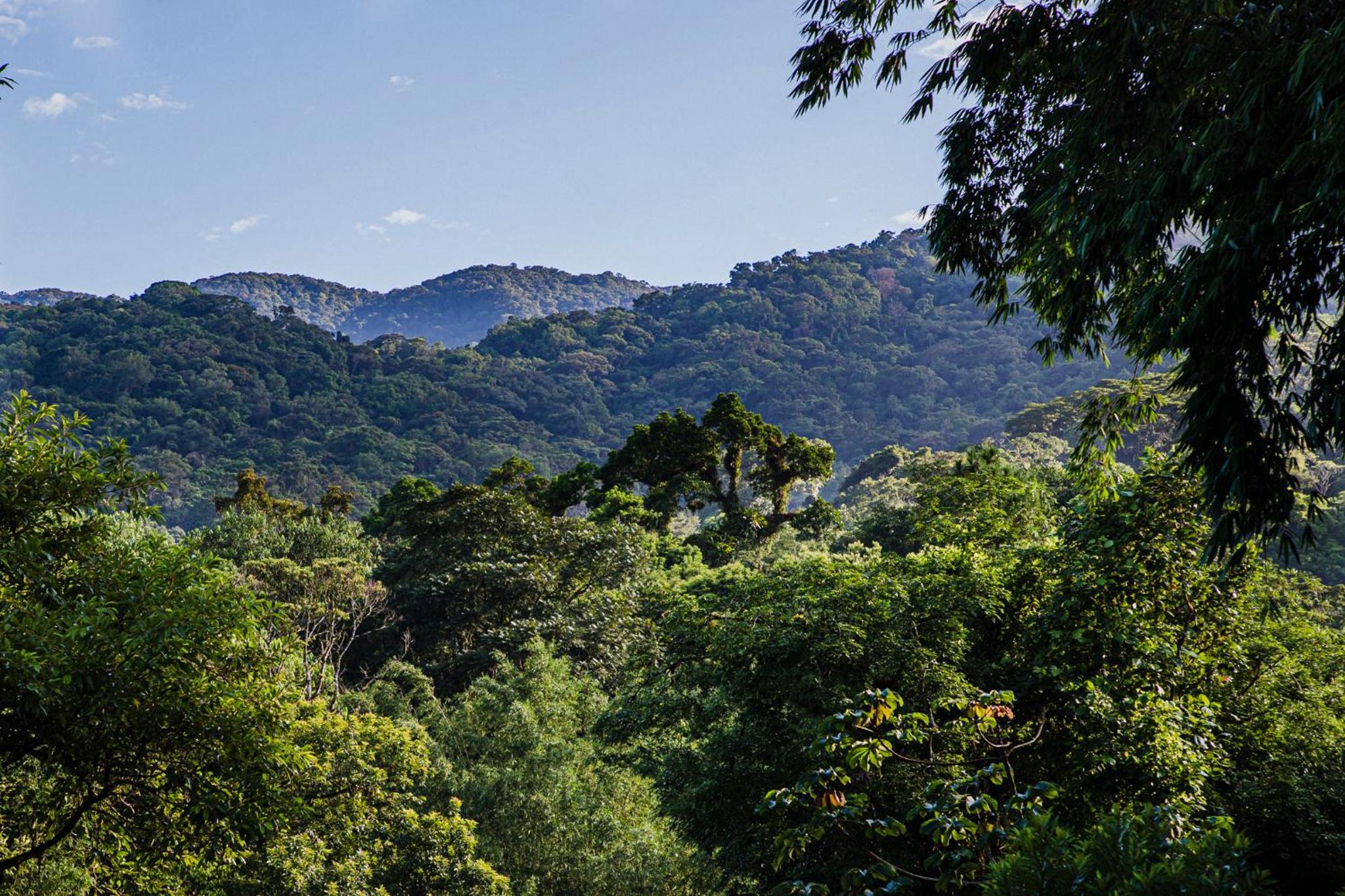 Casa Bacarirá - Floresta com Yoga e Café da Manhã Vegano