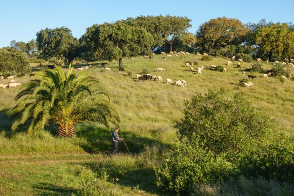 Monte das Sesmarias view 4