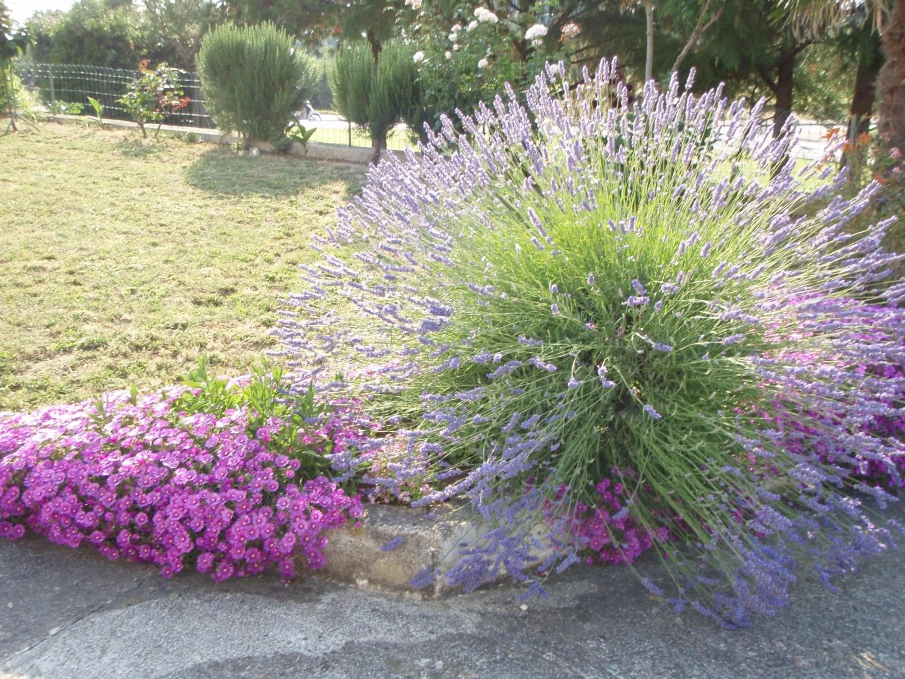Guest House Jasmin view 3