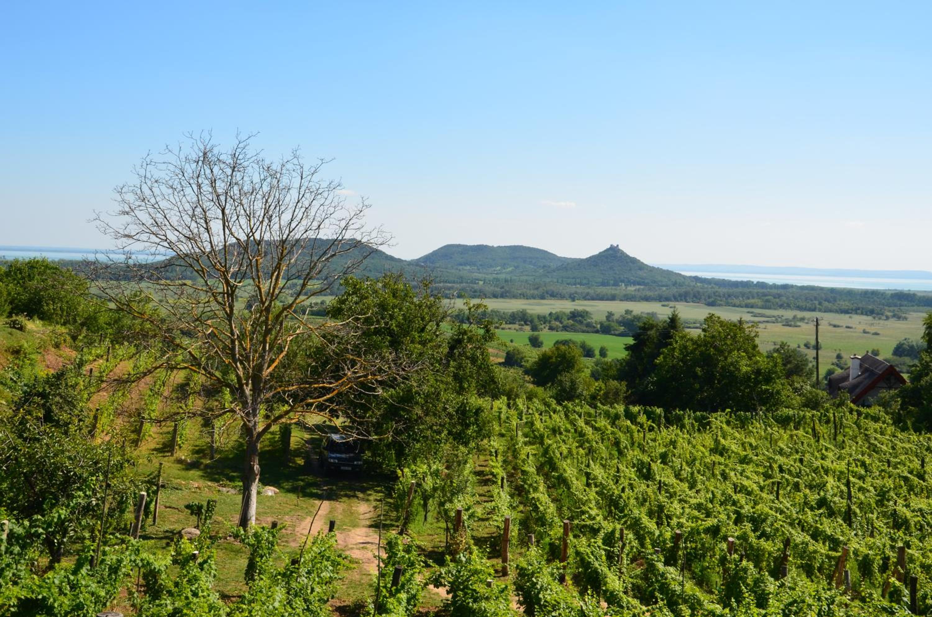 Grand Cru 3. Vendégház view 3