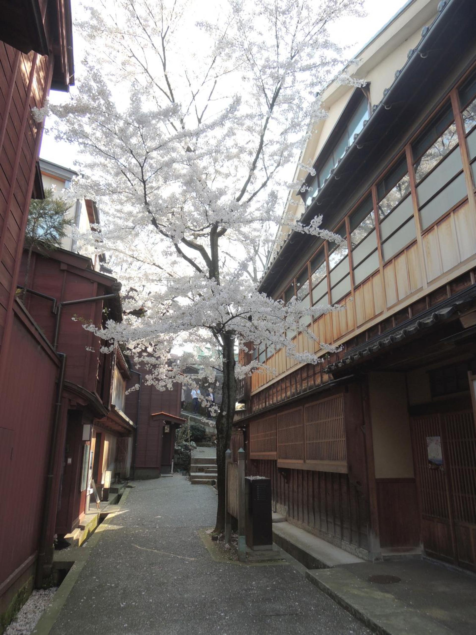 Kenroku House view 4