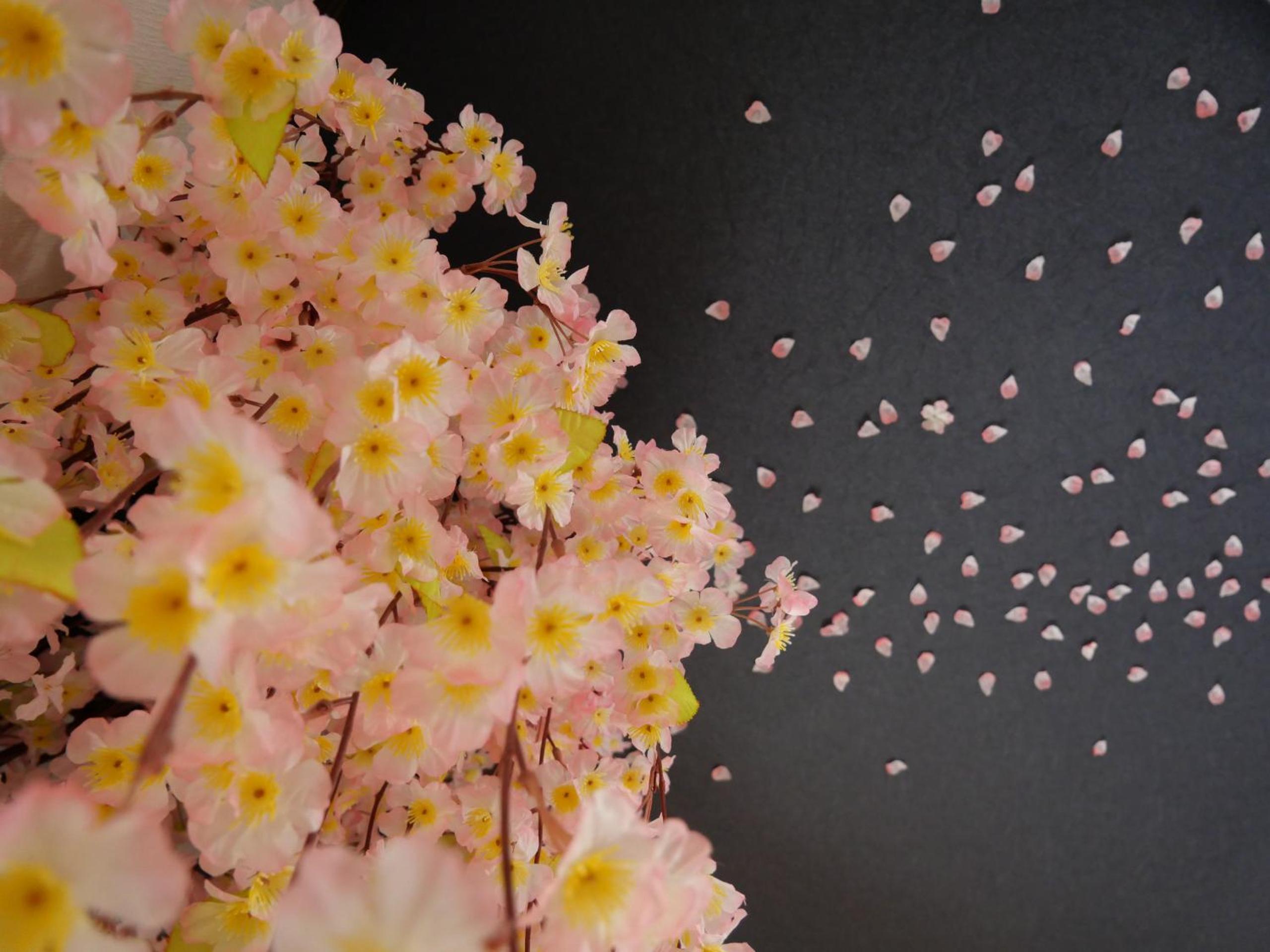 SAKURA Aburaya