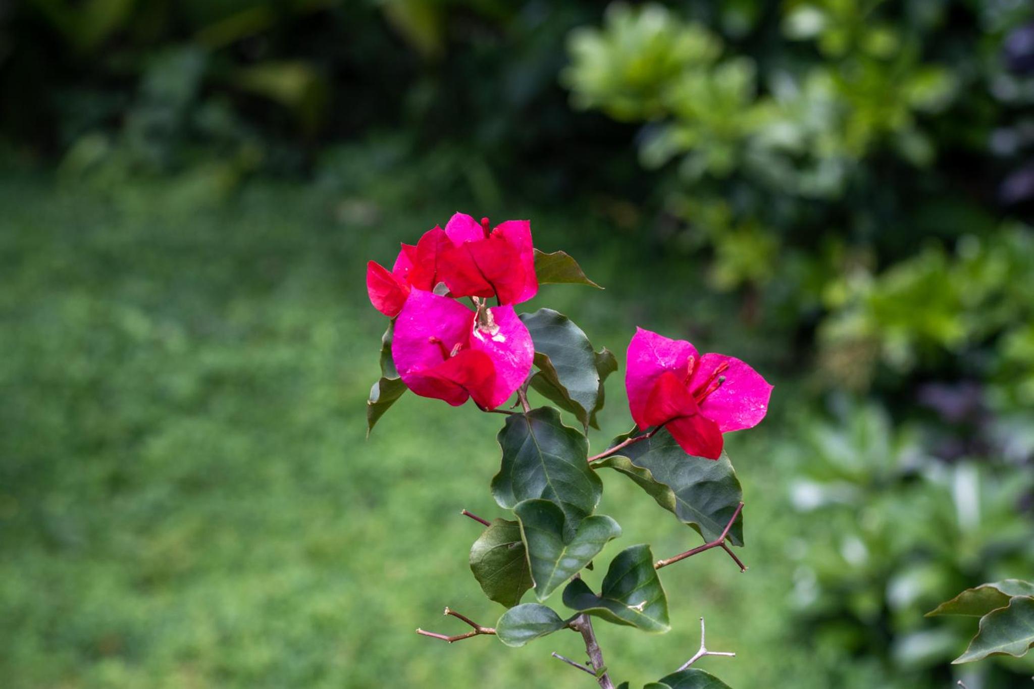 Hostel Bouganvilia Bed and Breakfast