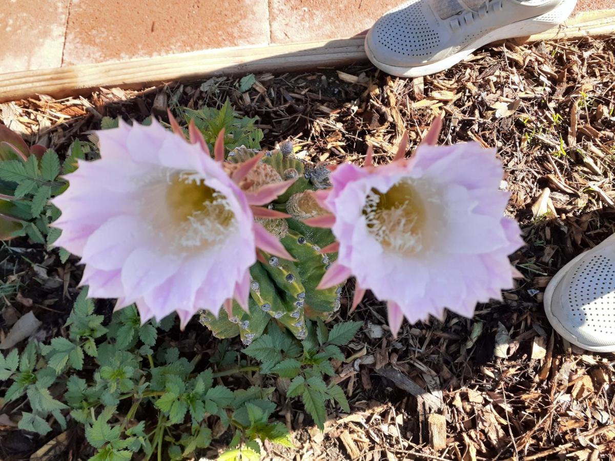 Palm Springs Vacations - Crashpod Hostel - Property Image 5