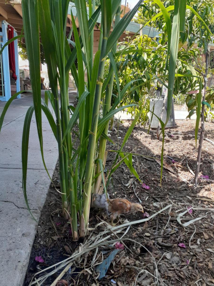 Palm Springs Vacations - Crashpod Hostel - Property Image 6