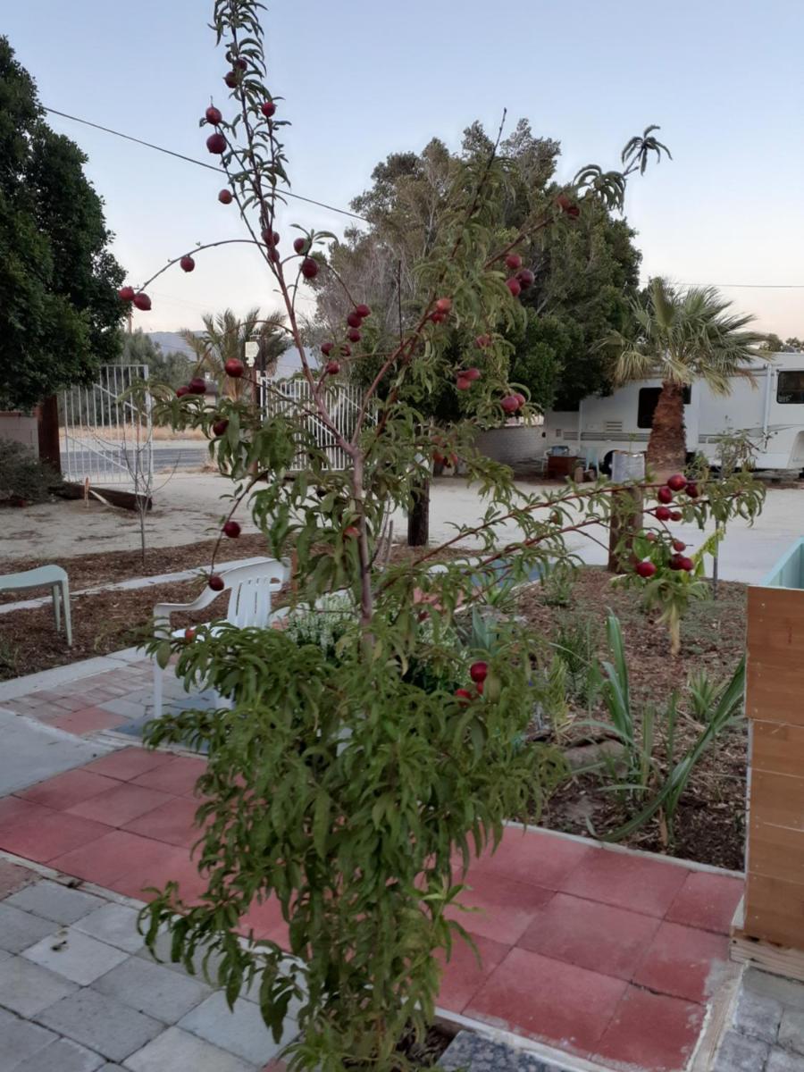 Palm Springs Vacations - Crashpod Hostel - Property Image 8