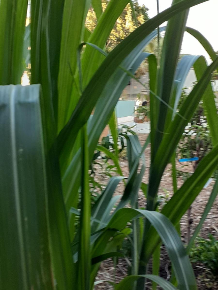 Palm Springs Vacations - Crashpod Hostel - Property Image 9