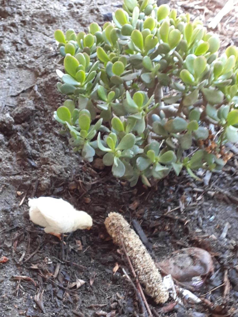 Palm Springs Vacations - Crashpod Hostel - Property Image 10