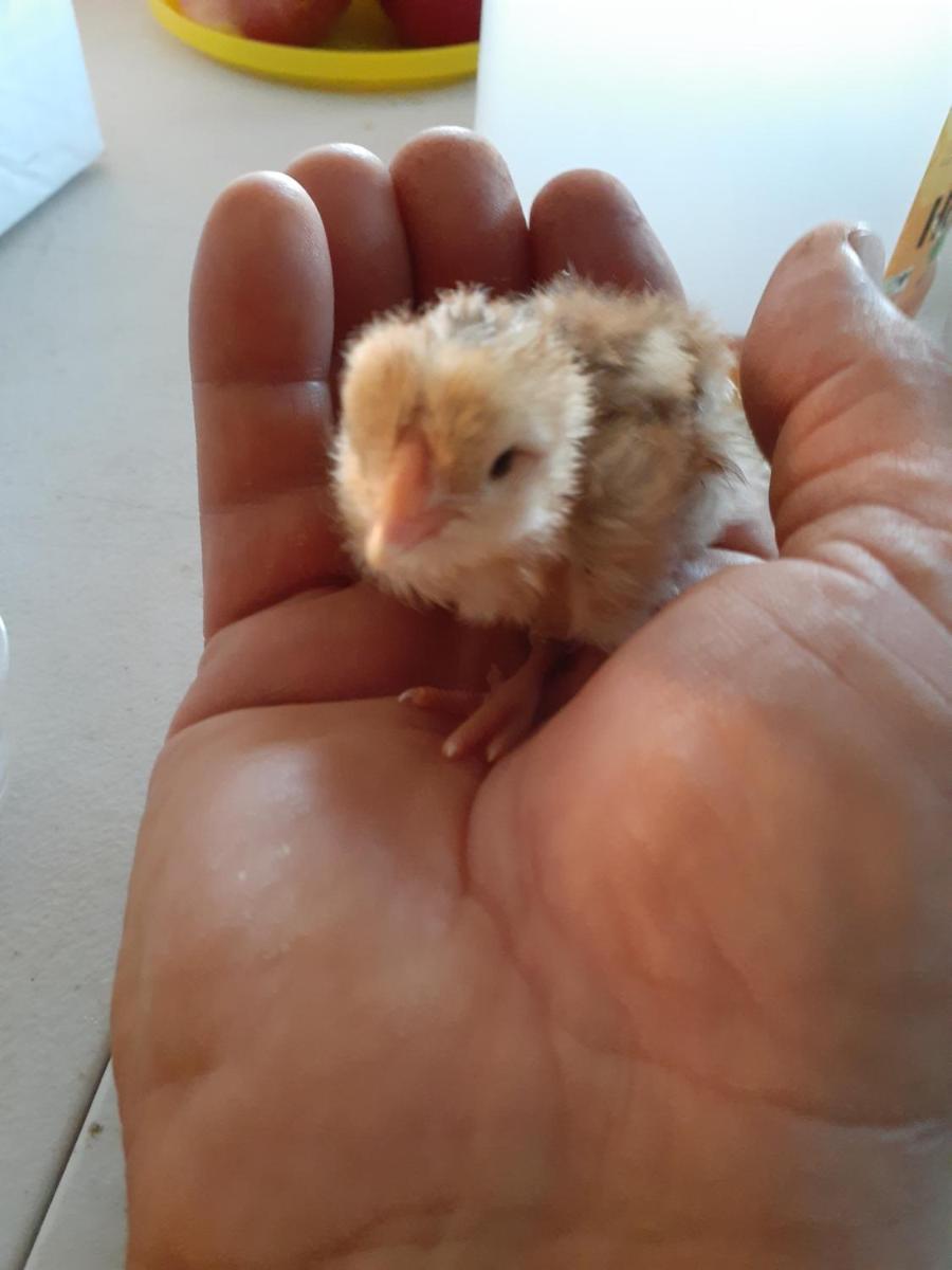 Palm Springs Vacations - Crashpod Hostel - Property Image 43