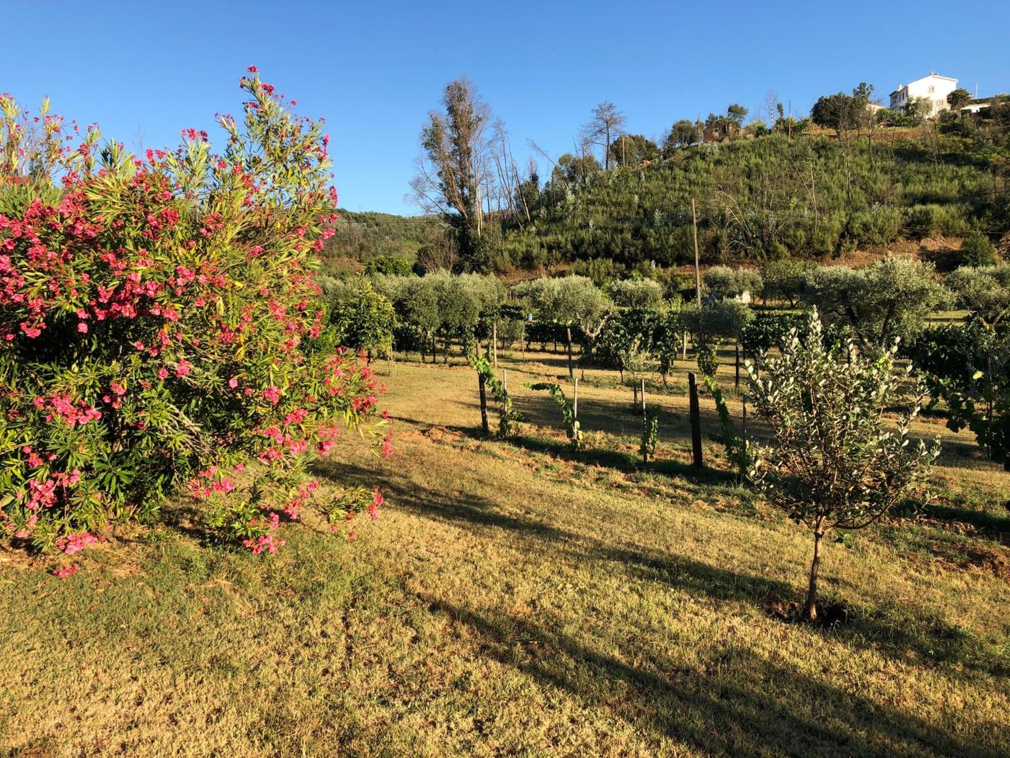 Casa da Menina view 5