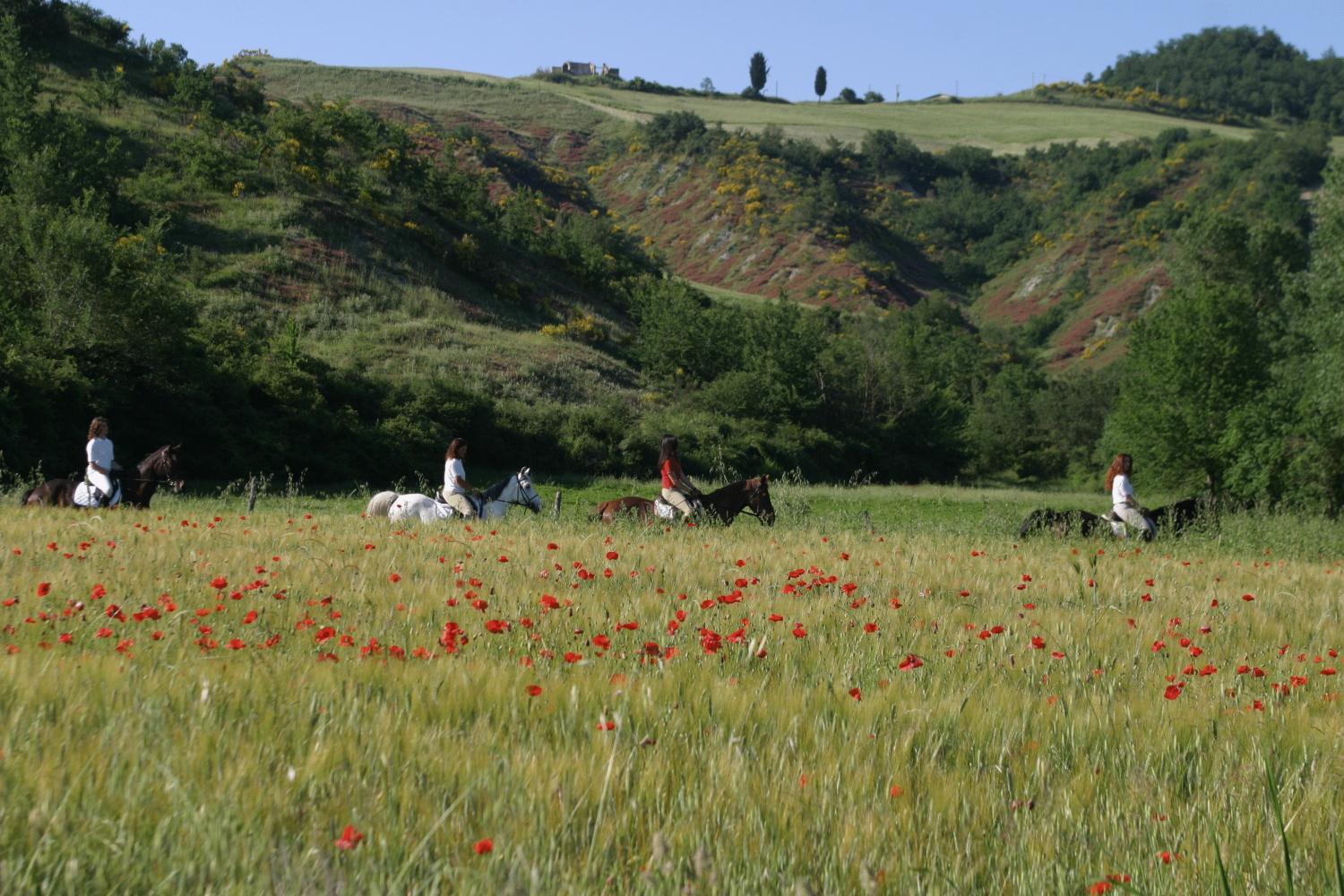 Il Poggio