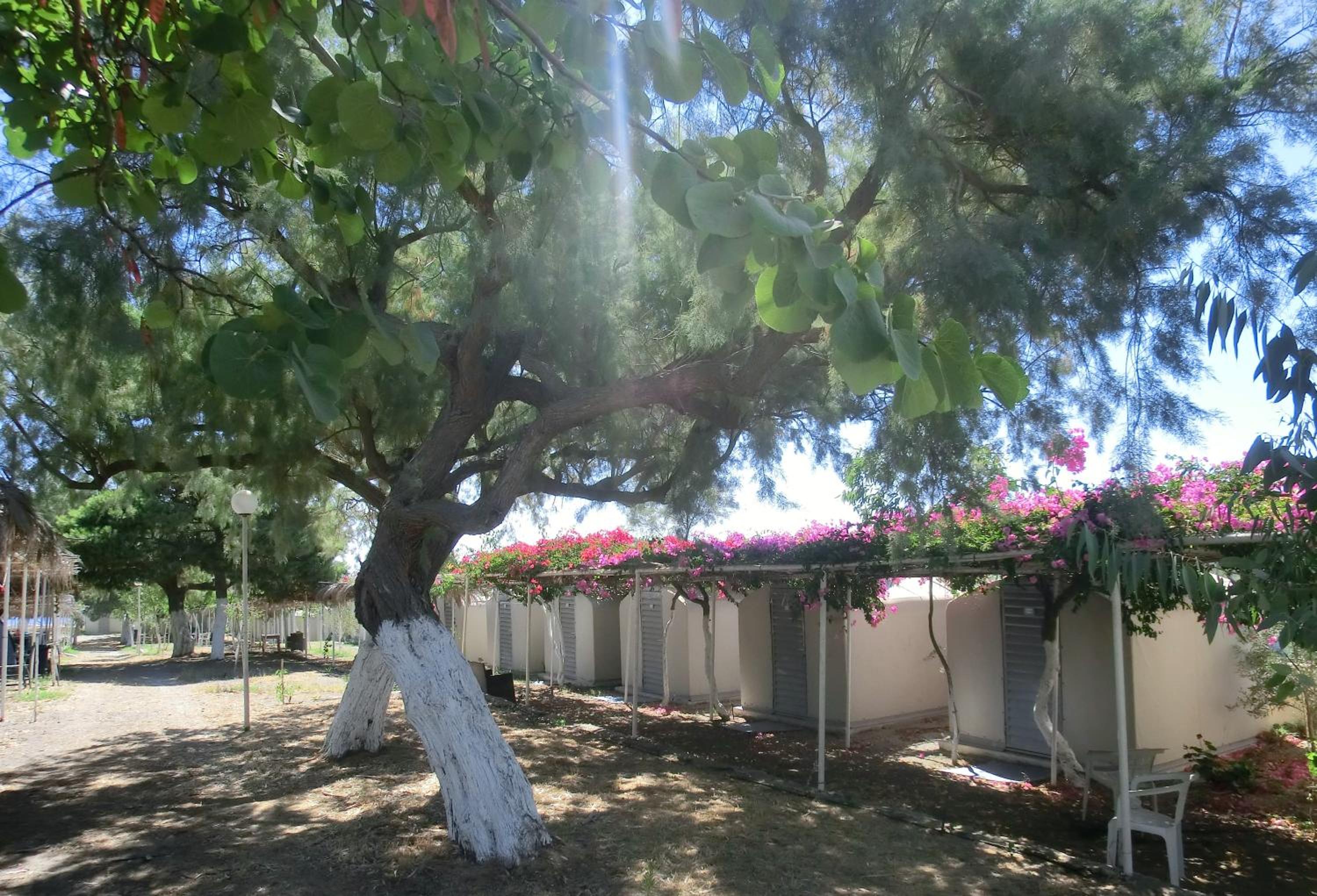 Santorini Camping & Hostel