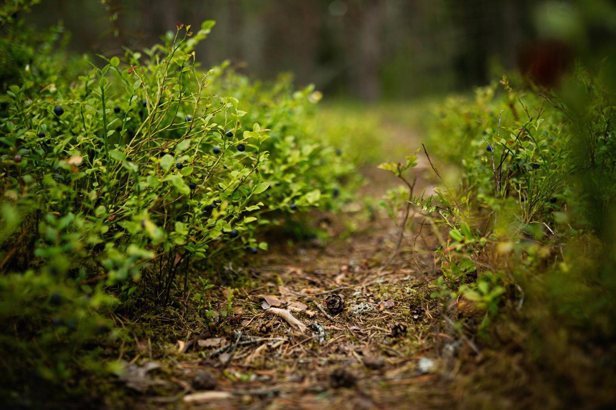 Photo 45