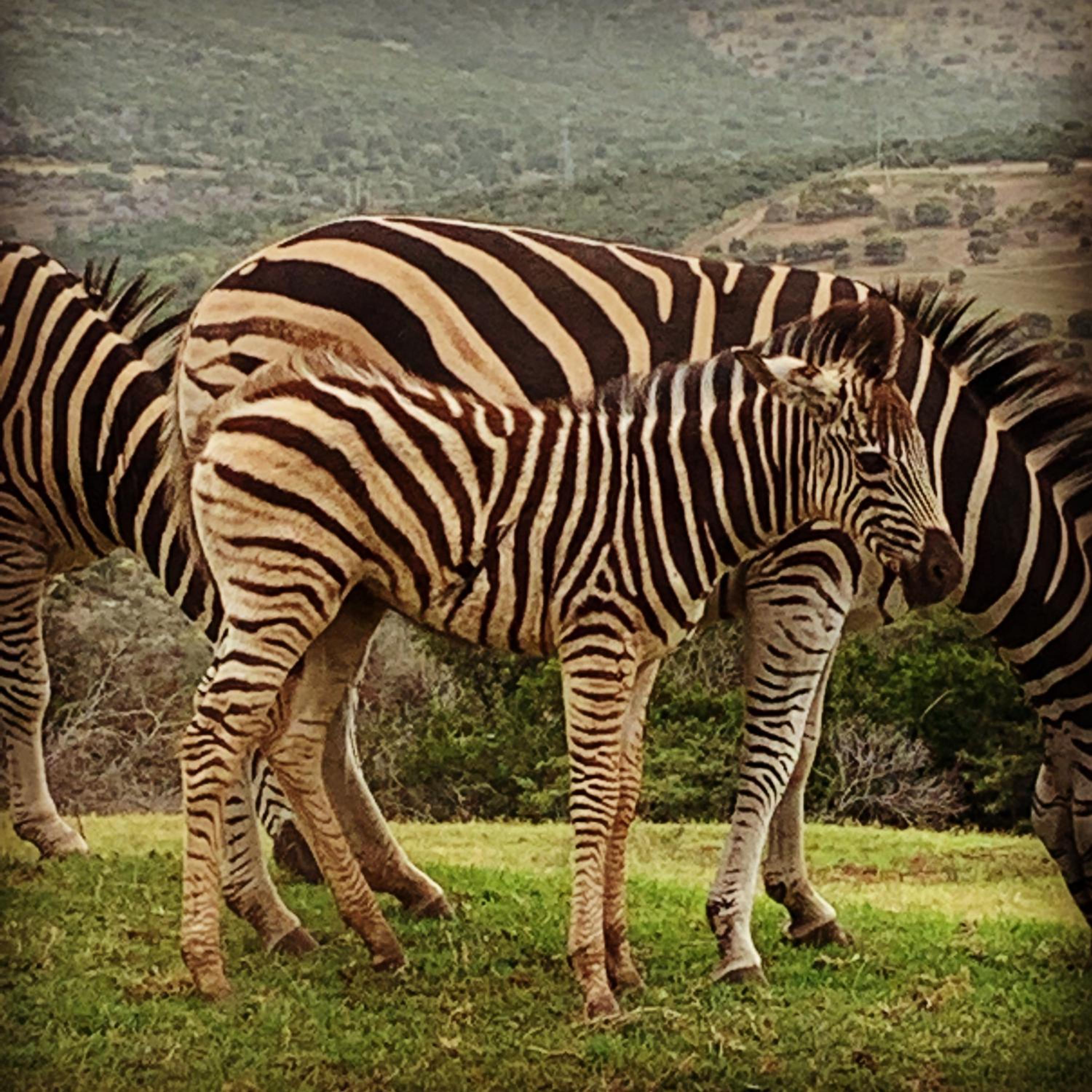 Jbay Zebra Lodge