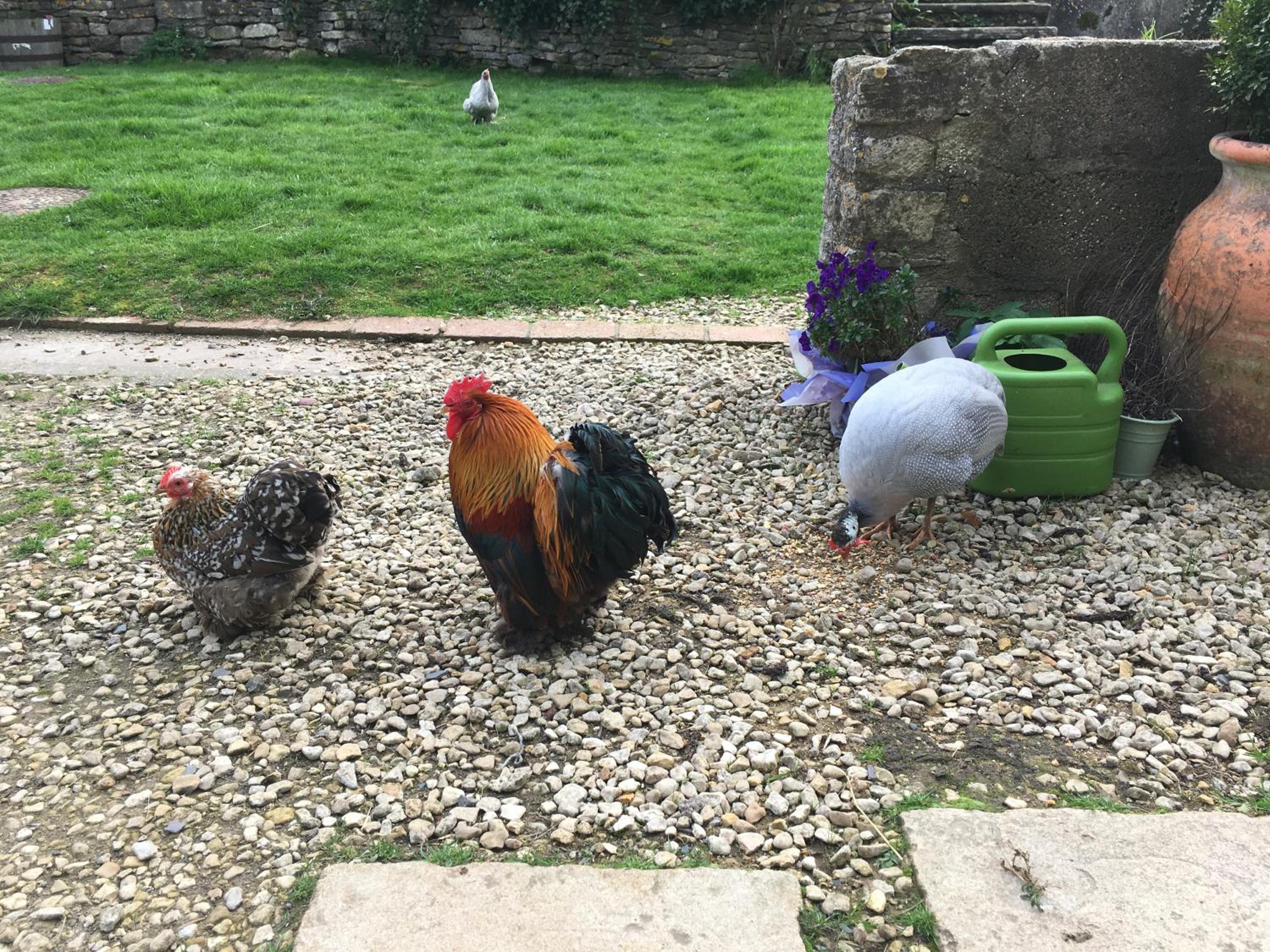 Woodcock Farm