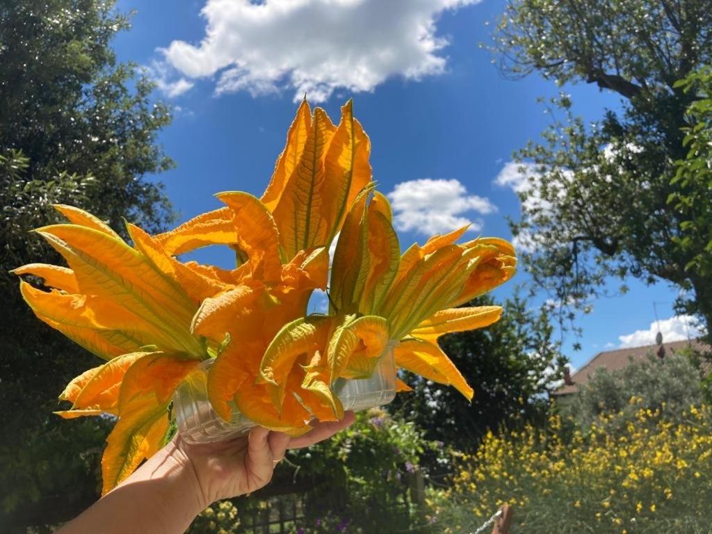 Agriturismo Rigone in Chianti