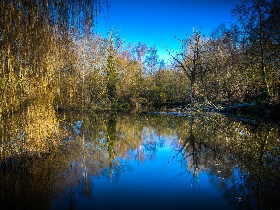 New Forest Lodges