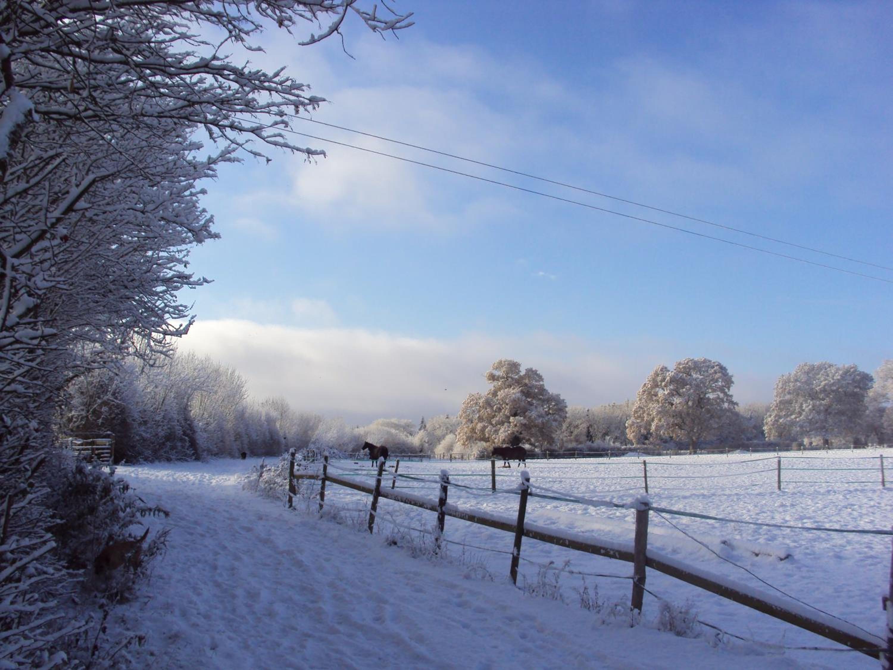 New Forest Lodges