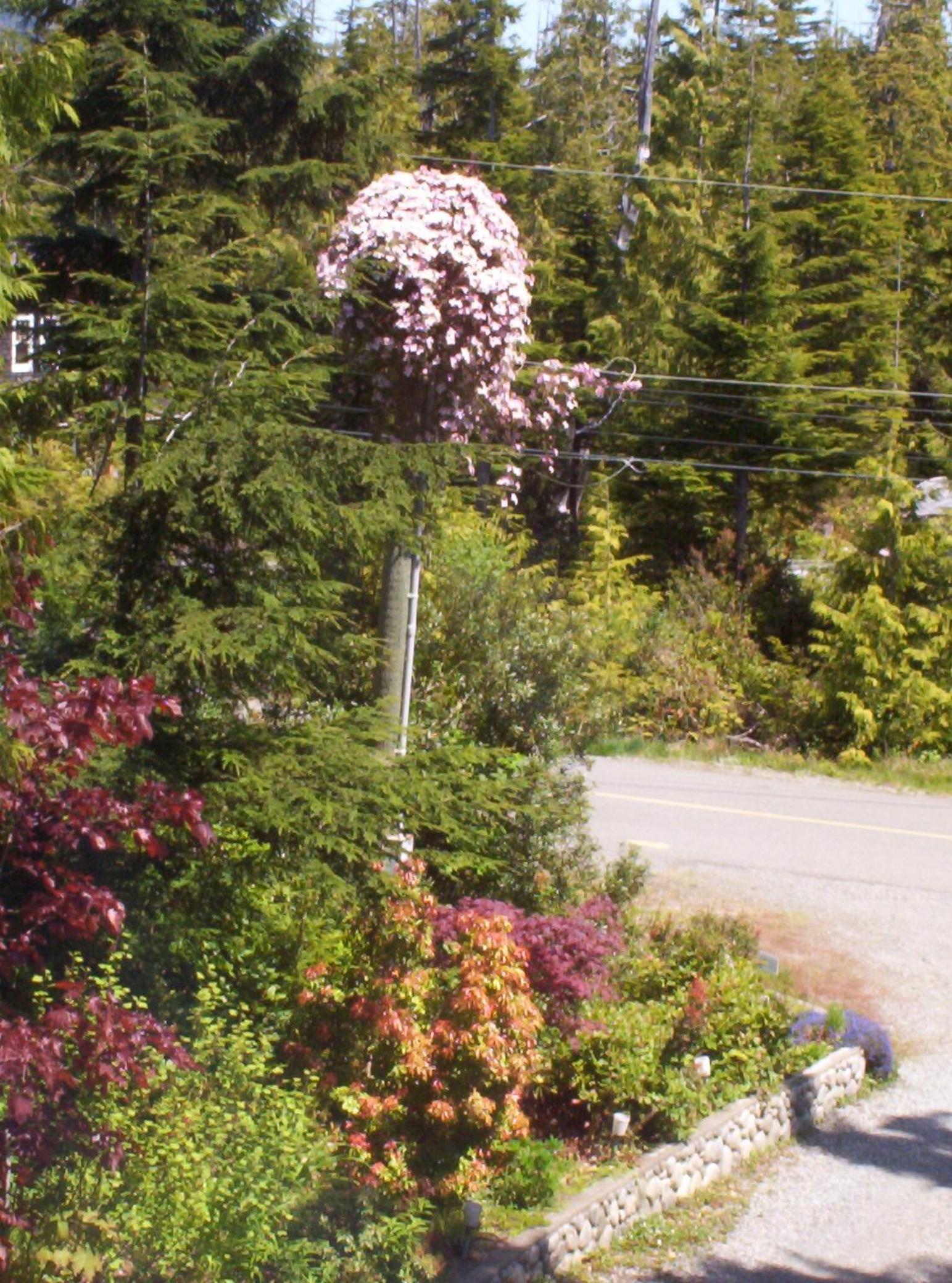 Tofino Vacations - Cobble Wood and Bird Sanctuary Guest Houses - Property Image 42