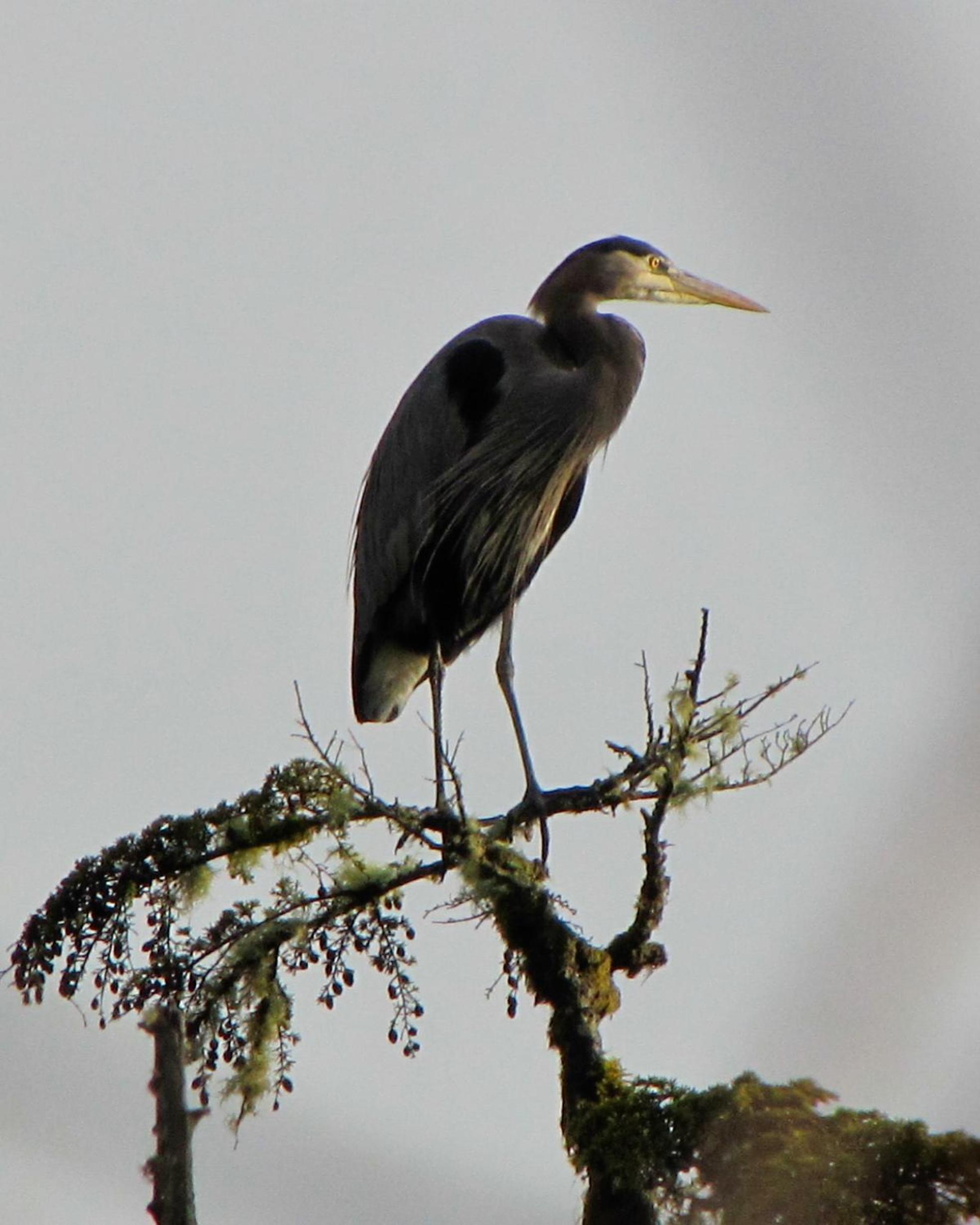 Tofino Vacations - Cobble Wood and Bird Sanctuary Guest Houses - Property Image 43
