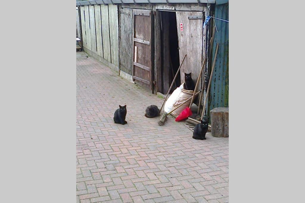 Photo 52