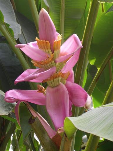 Domaine fleurs de bananes view 3