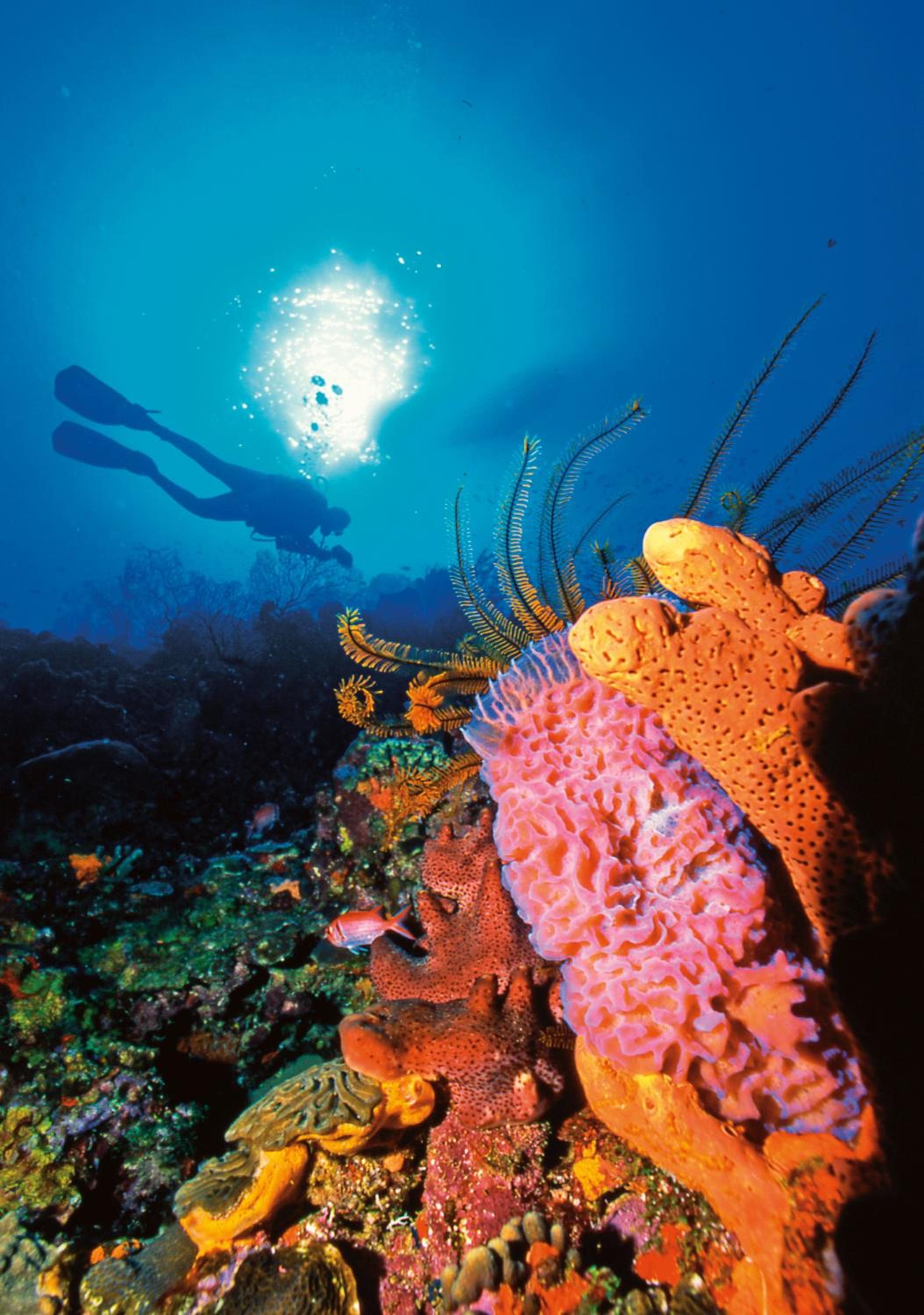 Anse Chastanet Resort view 5