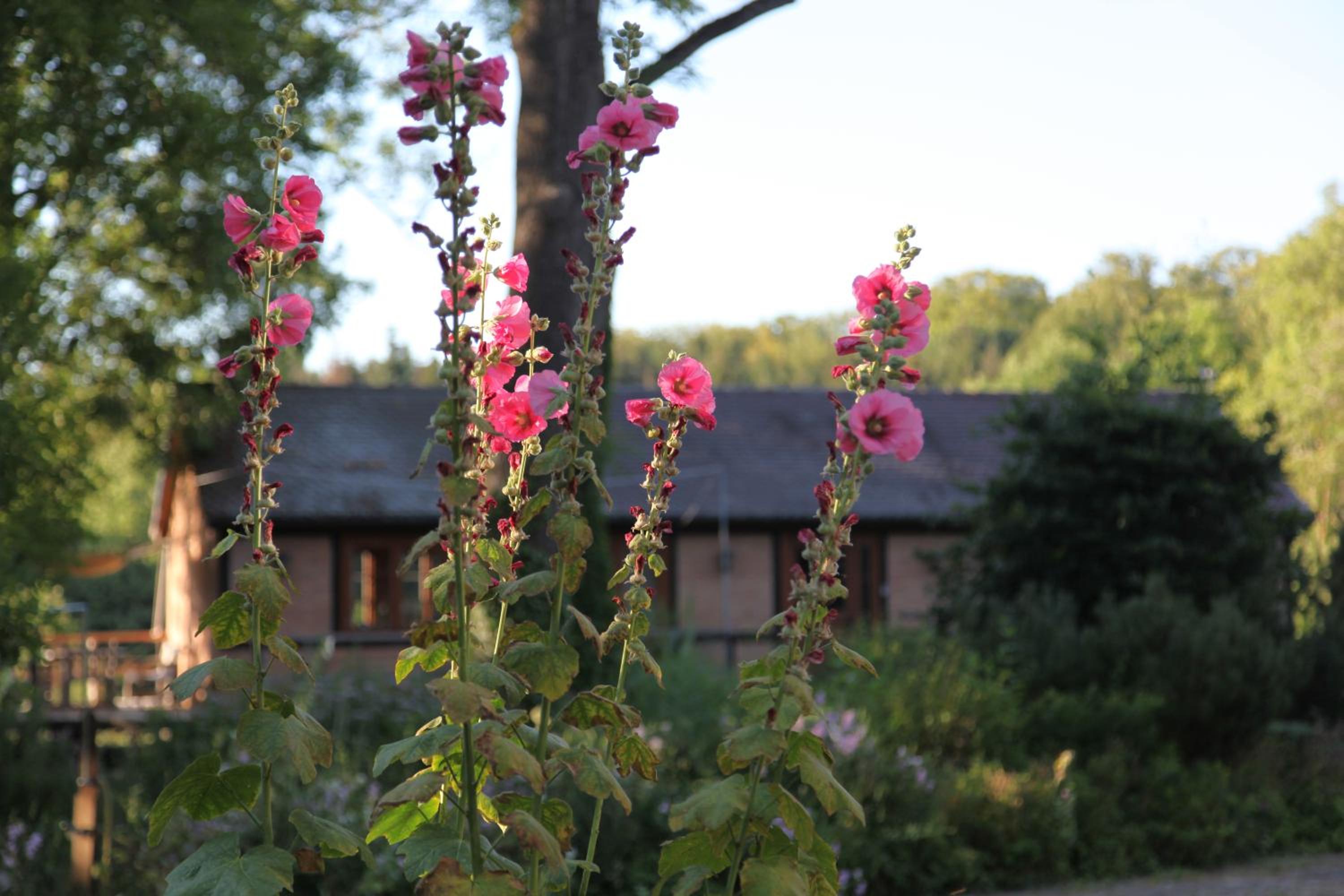 Chalet Forsthof Everstorf