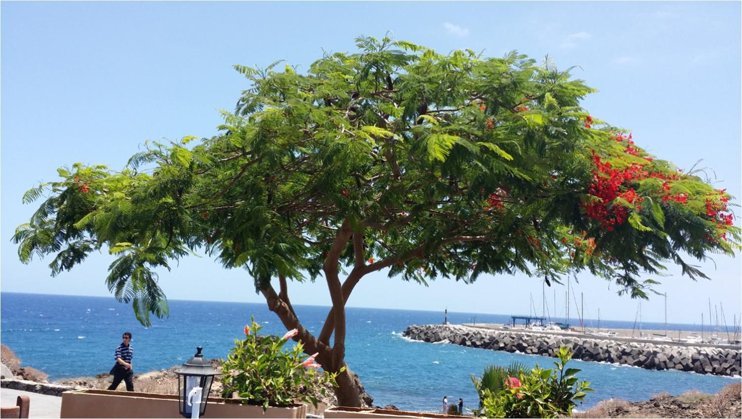 330 - Edf Aguamarina - Vacation Rental Home in the coast line of Golf del Sur view 3