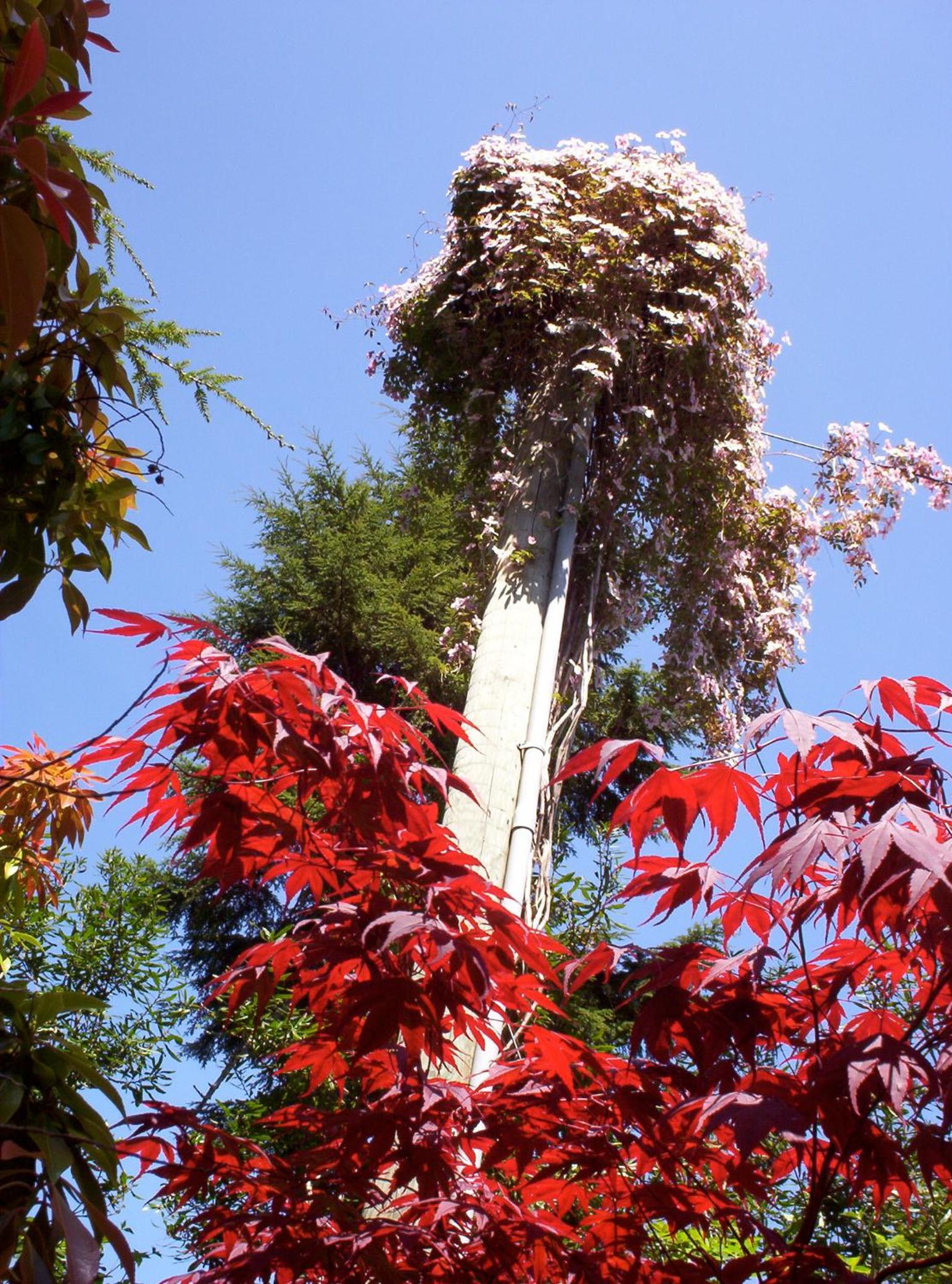 Tofino Vacations - Cobble Wood and Bird Sanctuary Guest Houses - Property Image 48