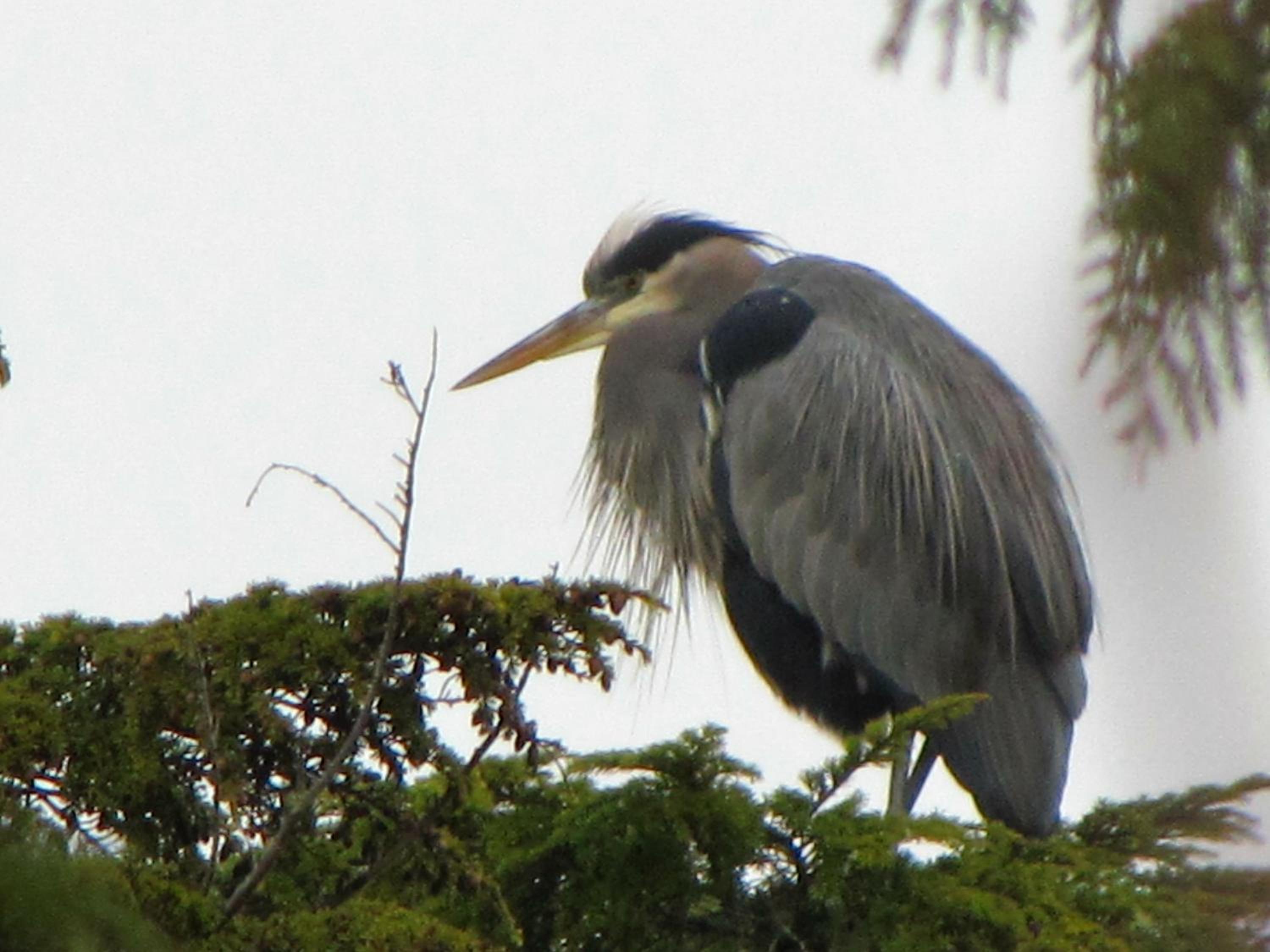 Tofino Vacations - Cobble Wood and Bird Sanctuary Guest Houses - Property Image 50