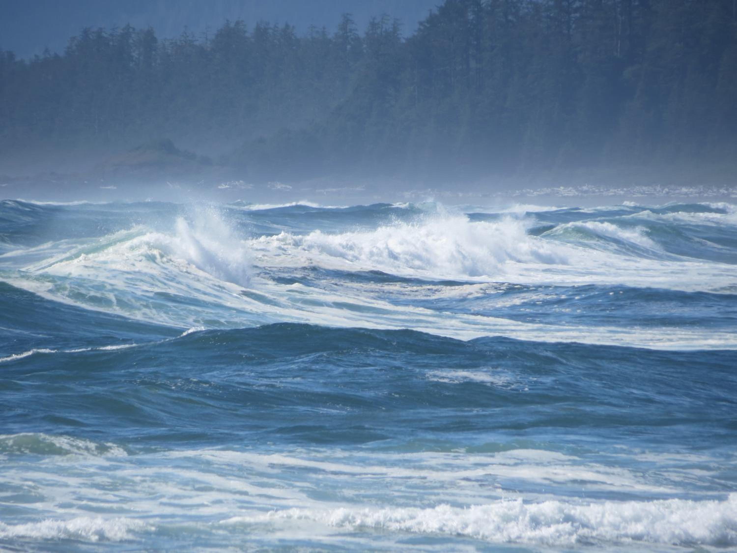 Tofino Vacations - Cobble Wood and Bird Sanctuary Guest Houses - Property Image 59