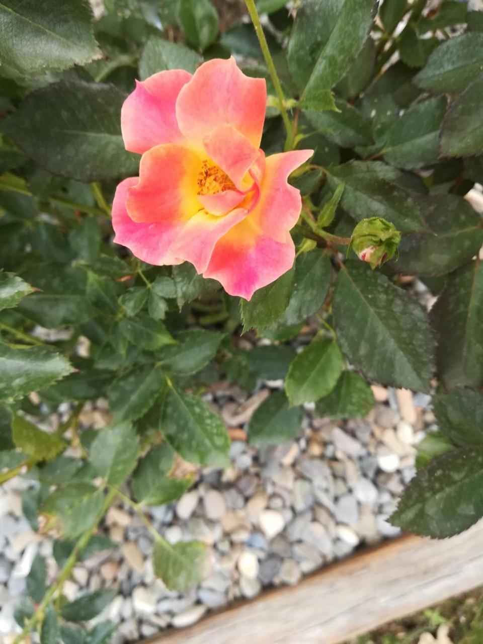 Photo 26