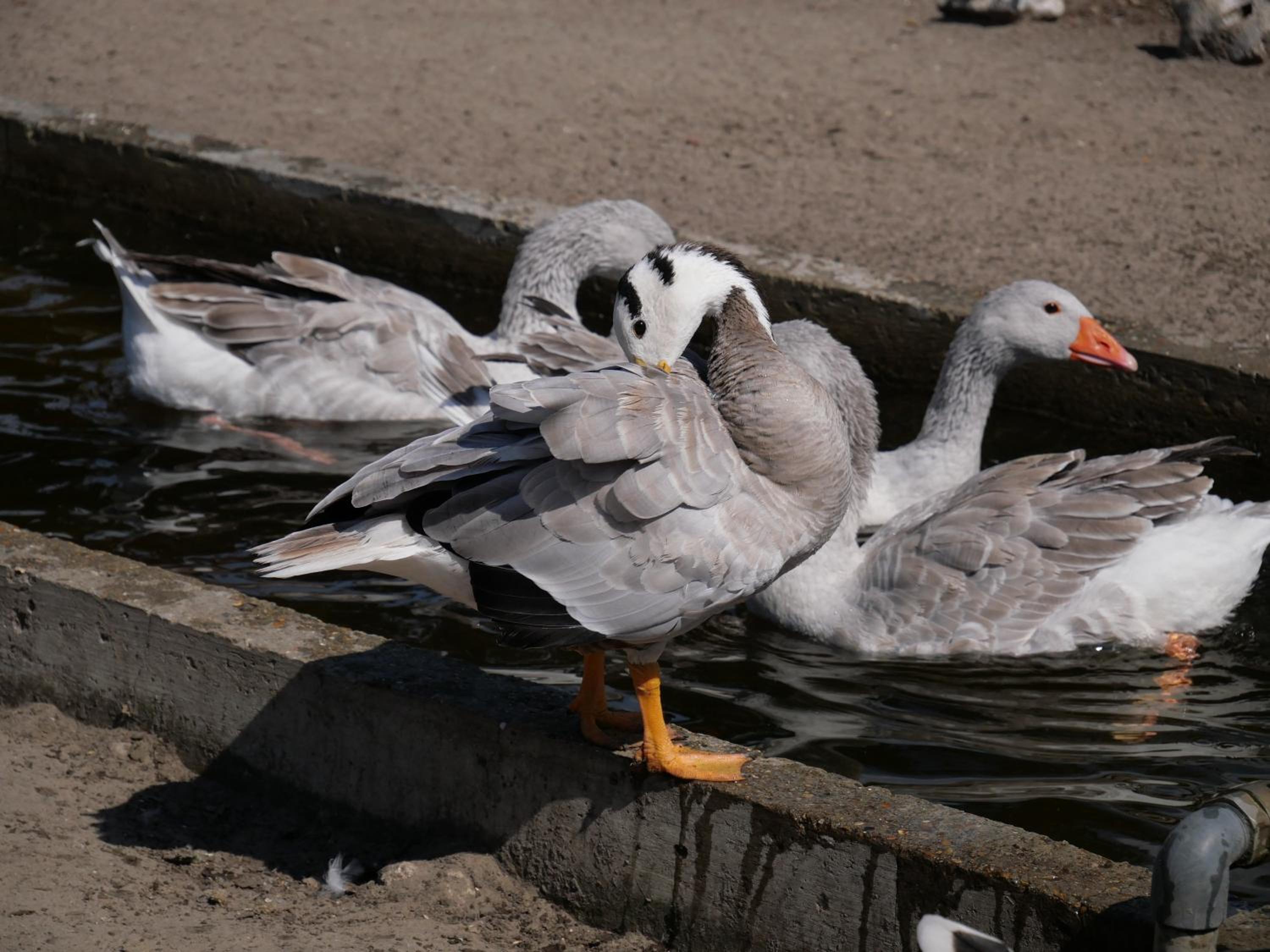 De Dierenweiden view 4