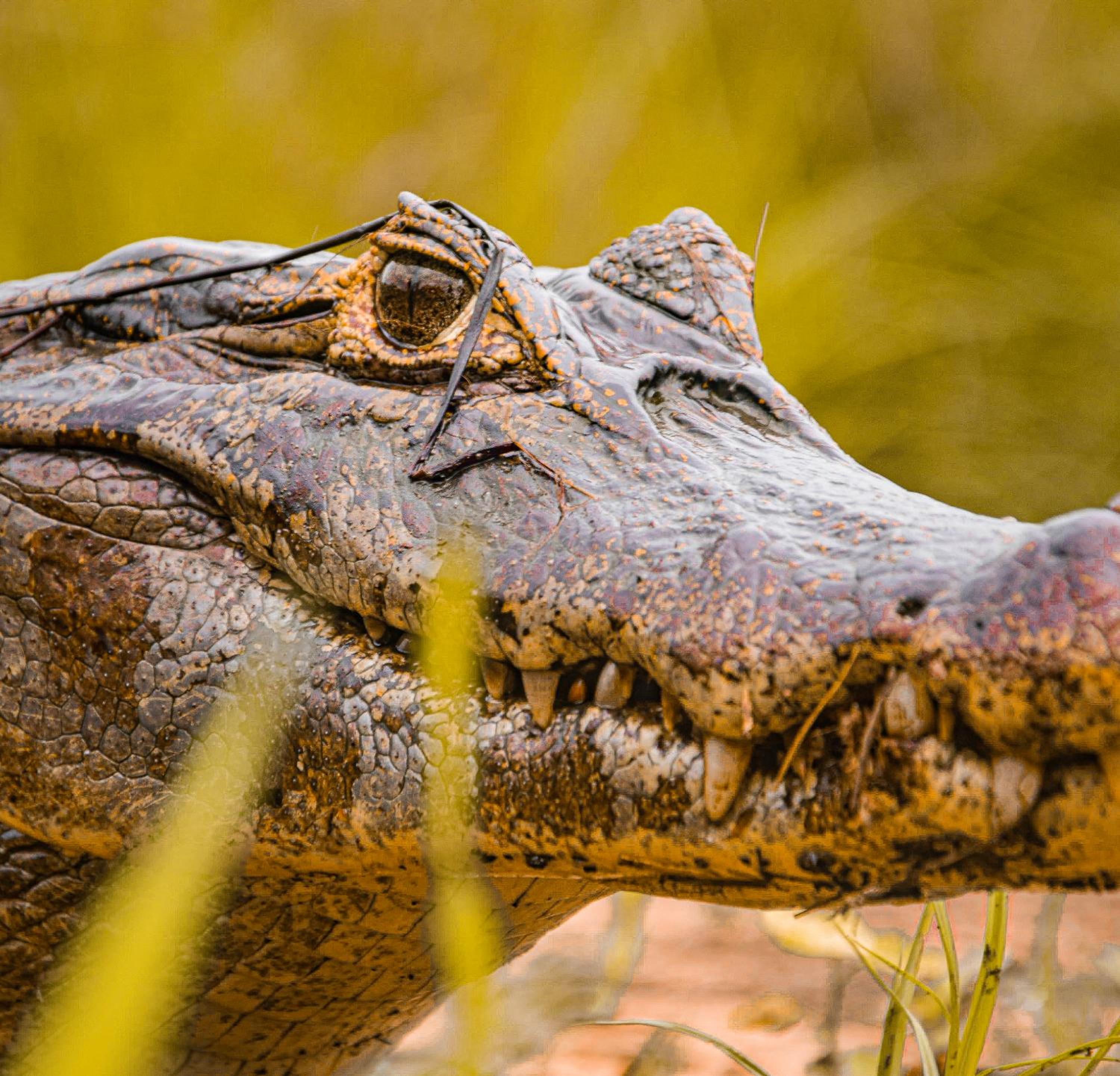 Pousada São João - Estrada Parque Pantanal