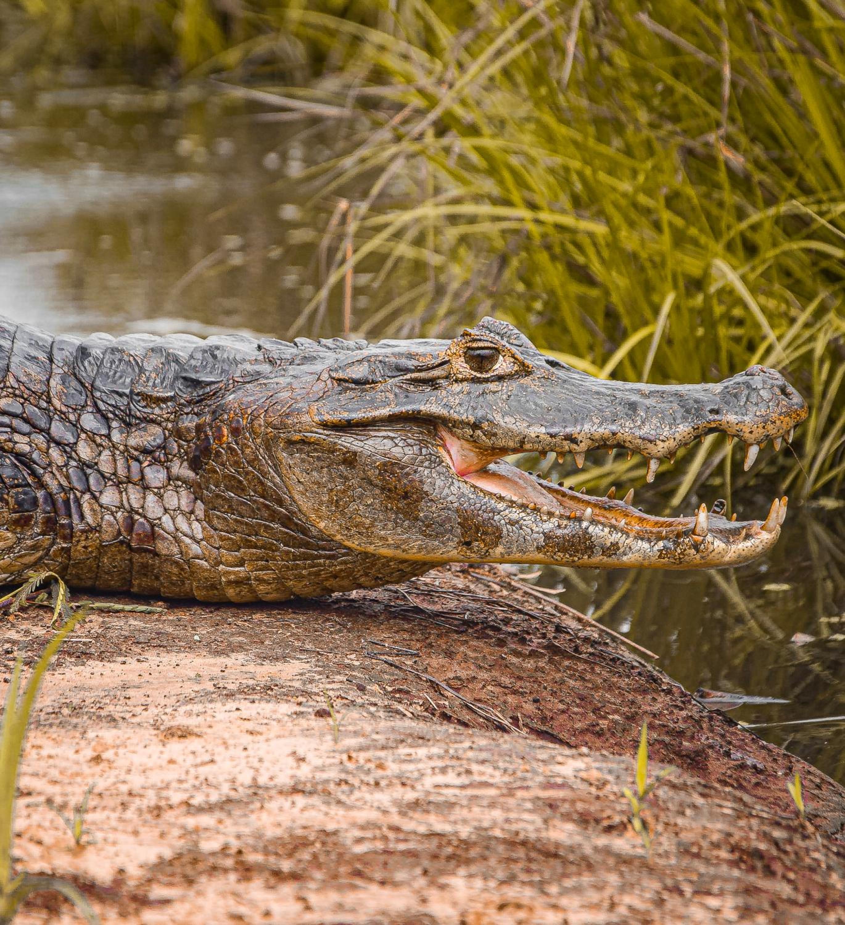 Pousada São João - Estrada Parque Pantanal