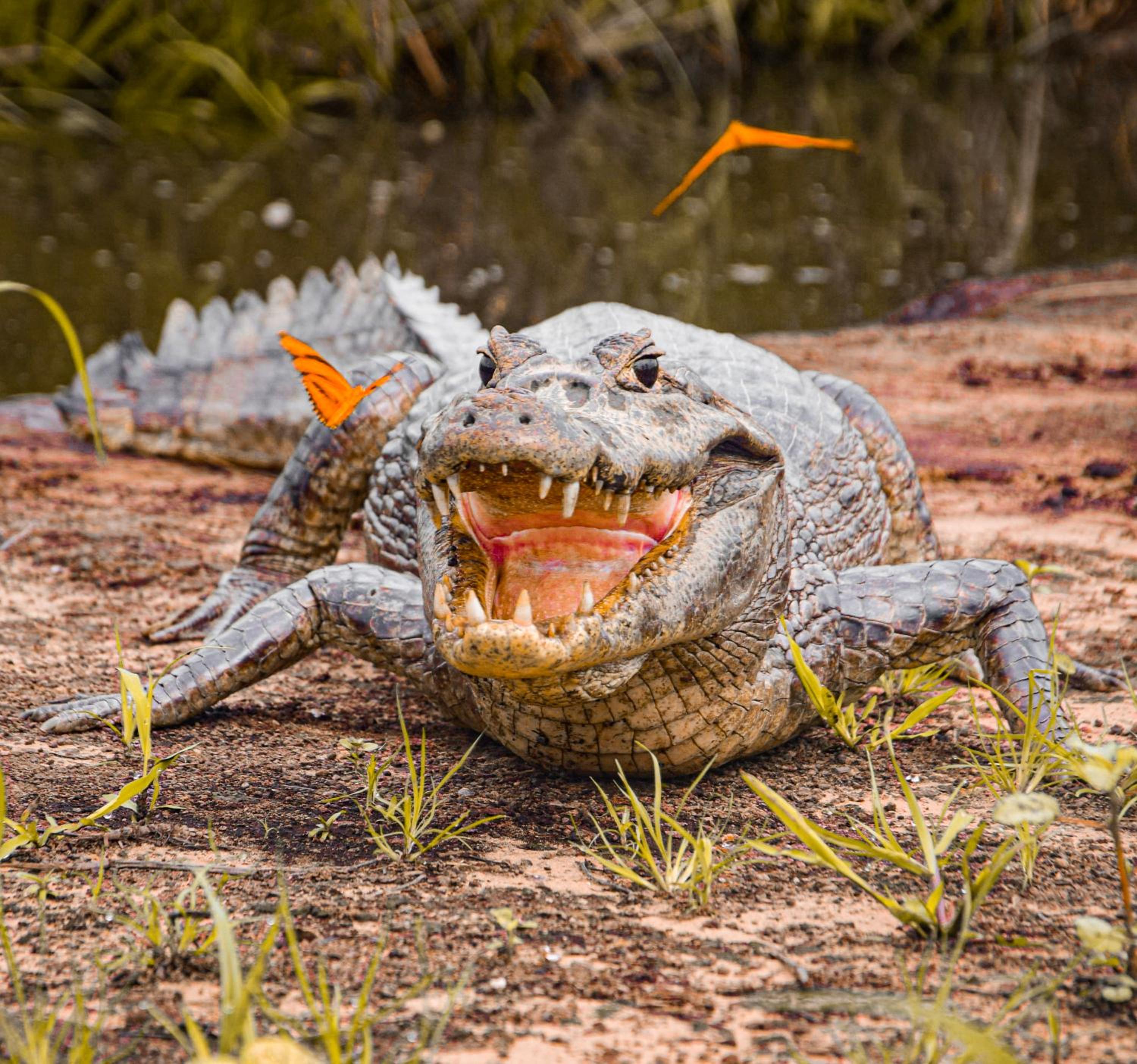 Pousada São João - Estrada Parque Pantanal