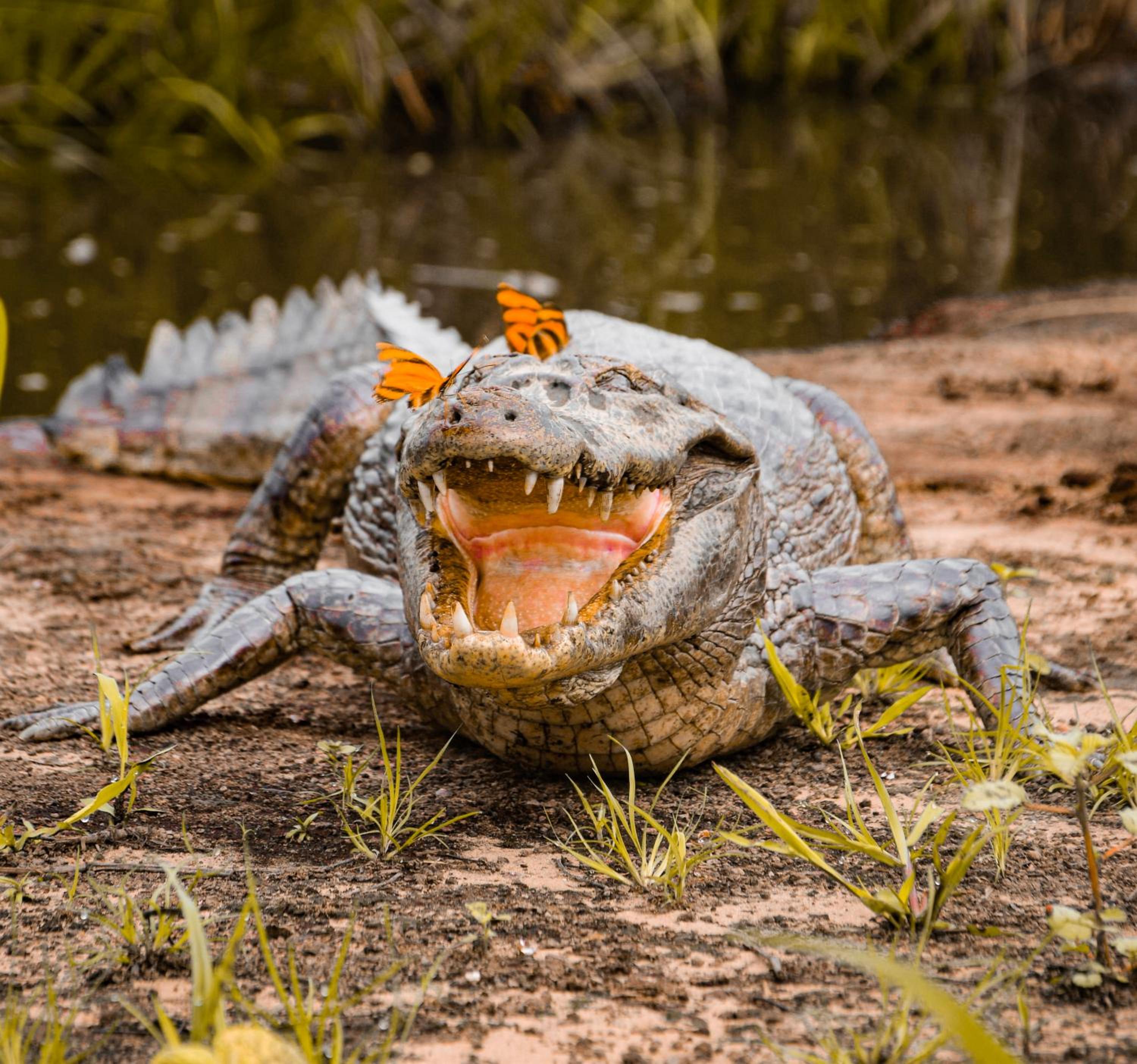 Pousada São João - Estrada Parque Pantanal