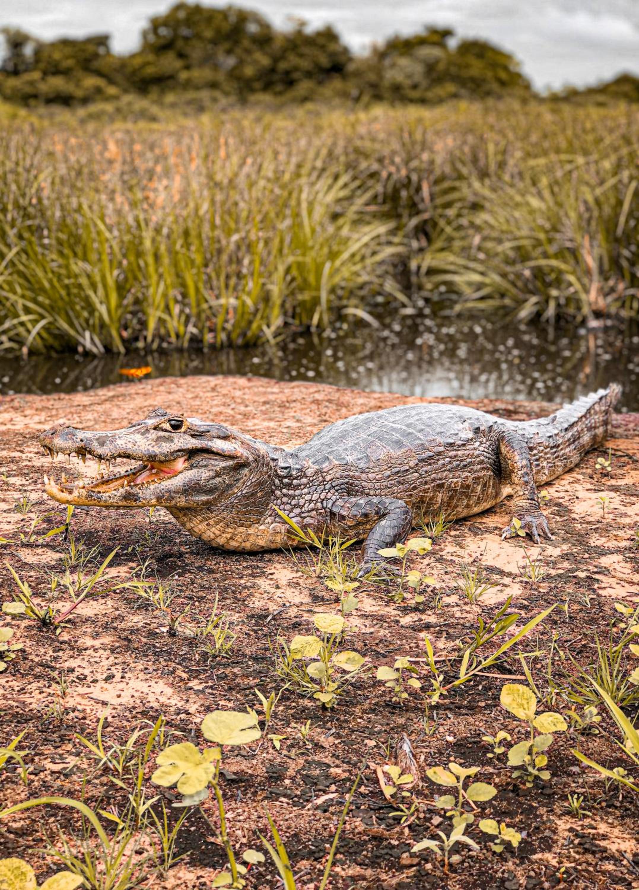 Pousada São João - Estrada Parque Pantanal