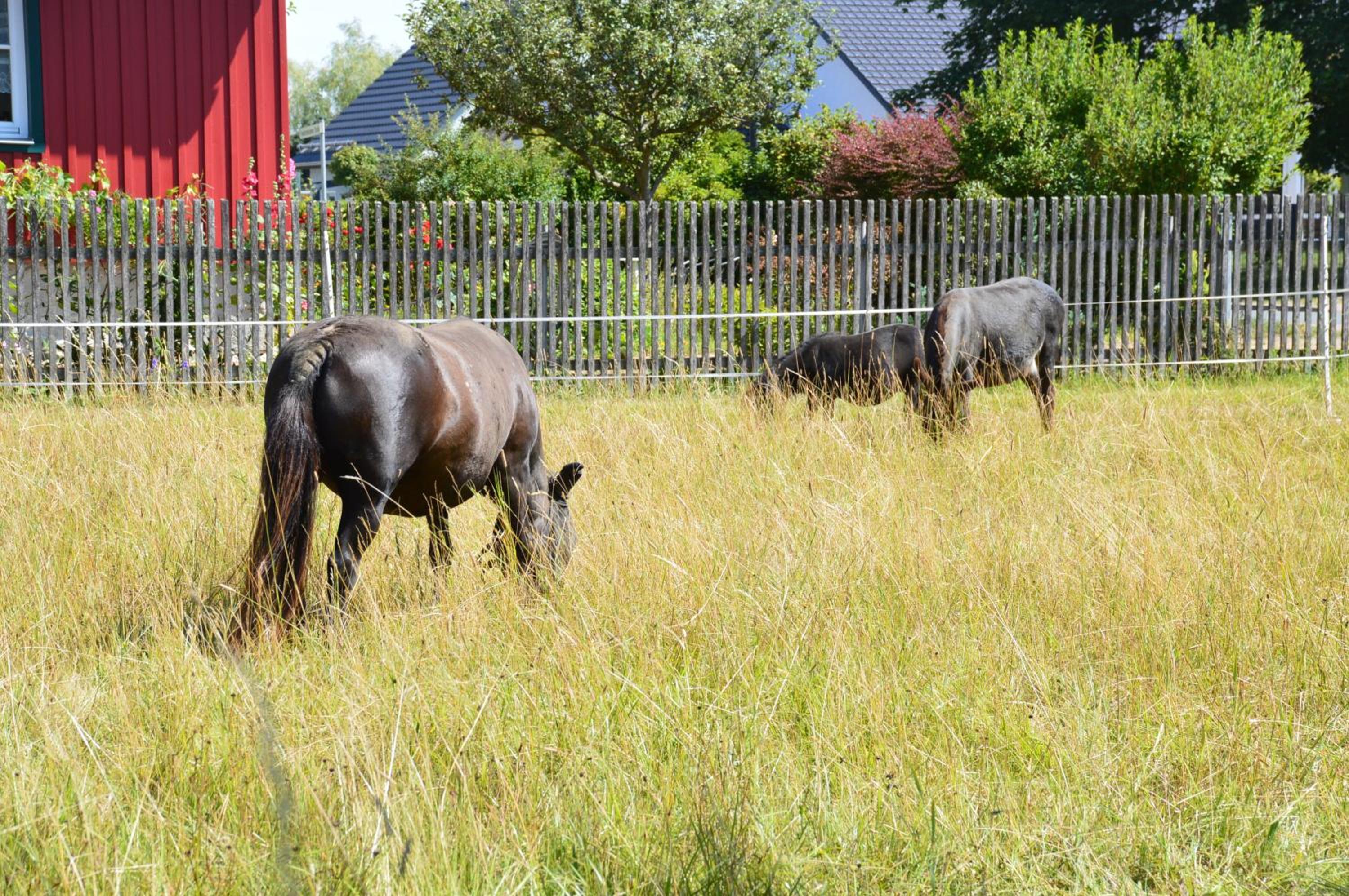 Haus Harzblick view 4