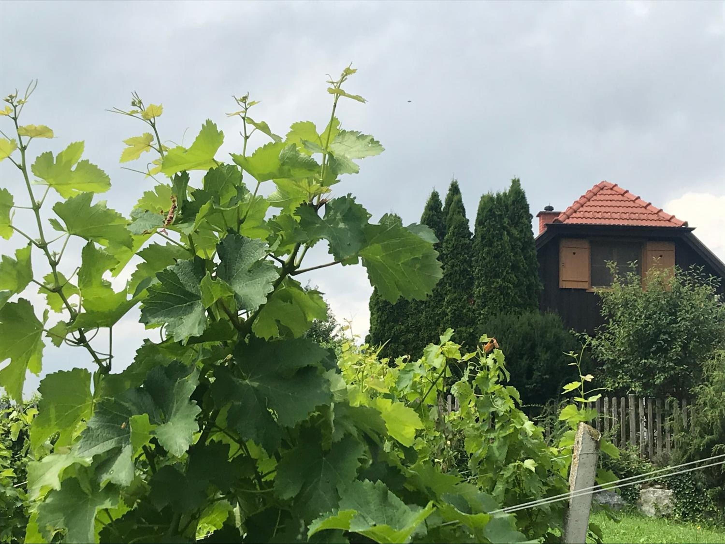 Kranach 5 - Wohnen beim Wein