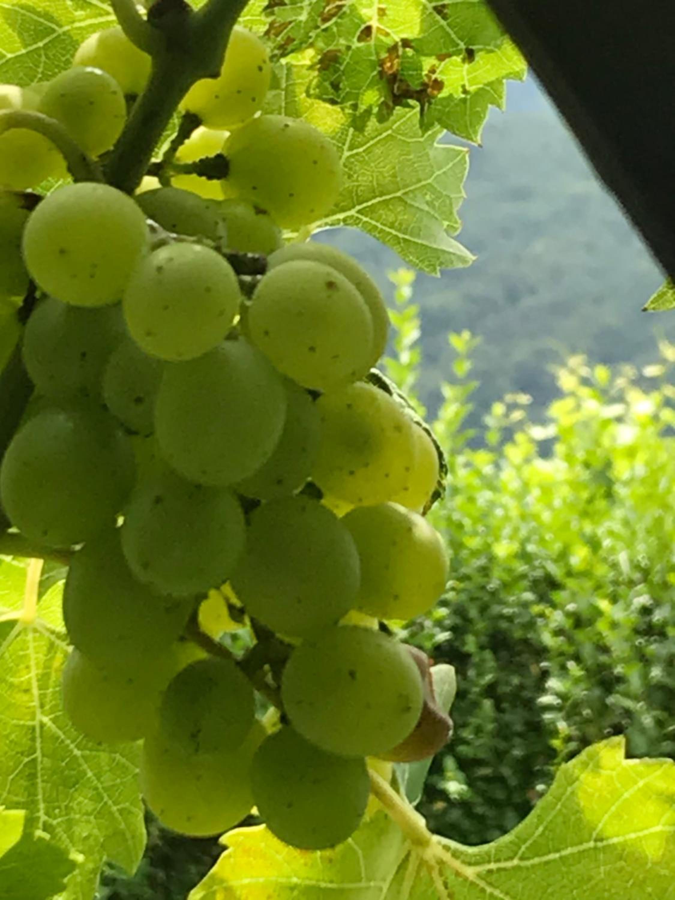 Kranach 5 - Wohnen beim Wein