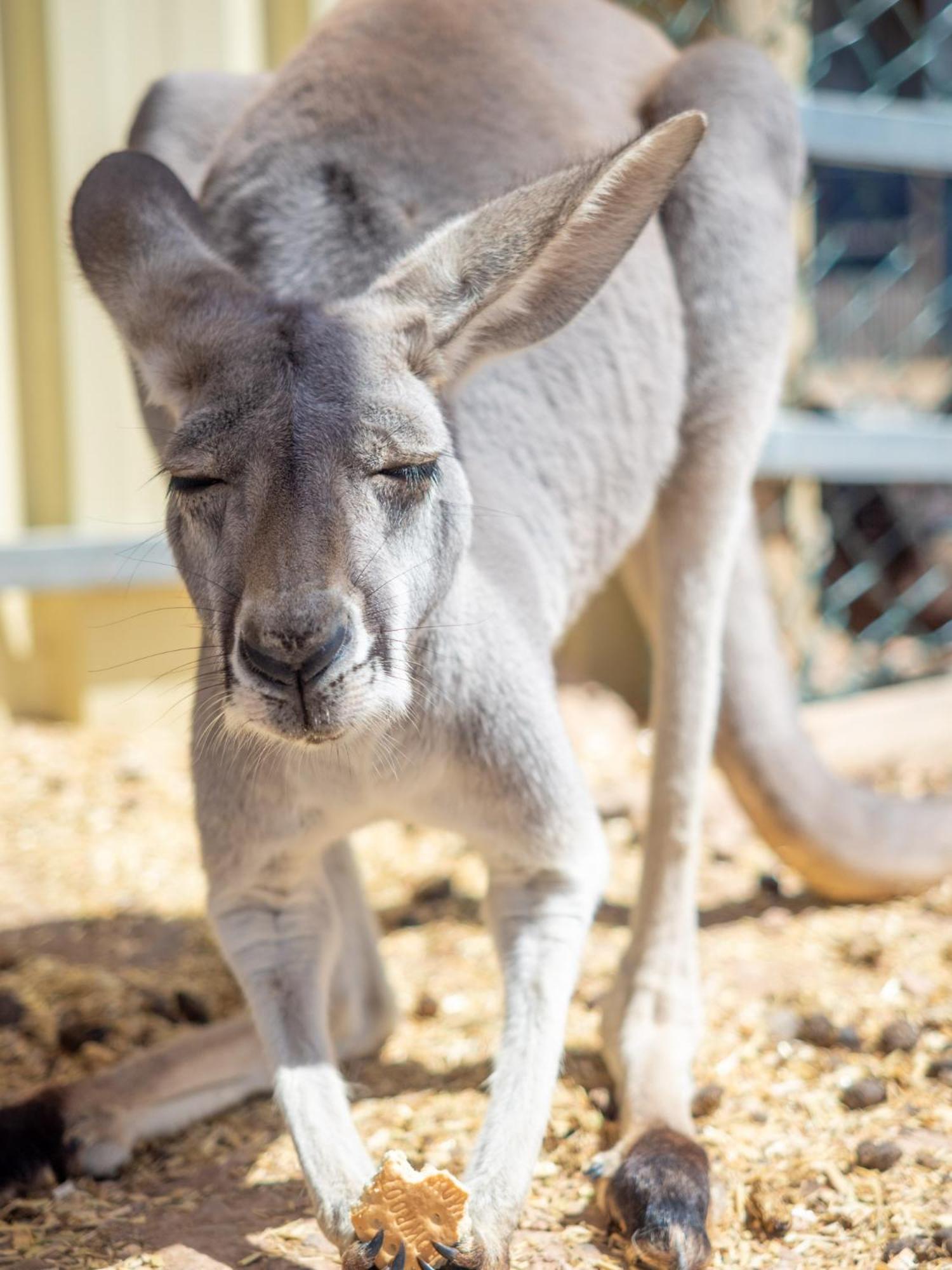 Wallaroo Holiday Park