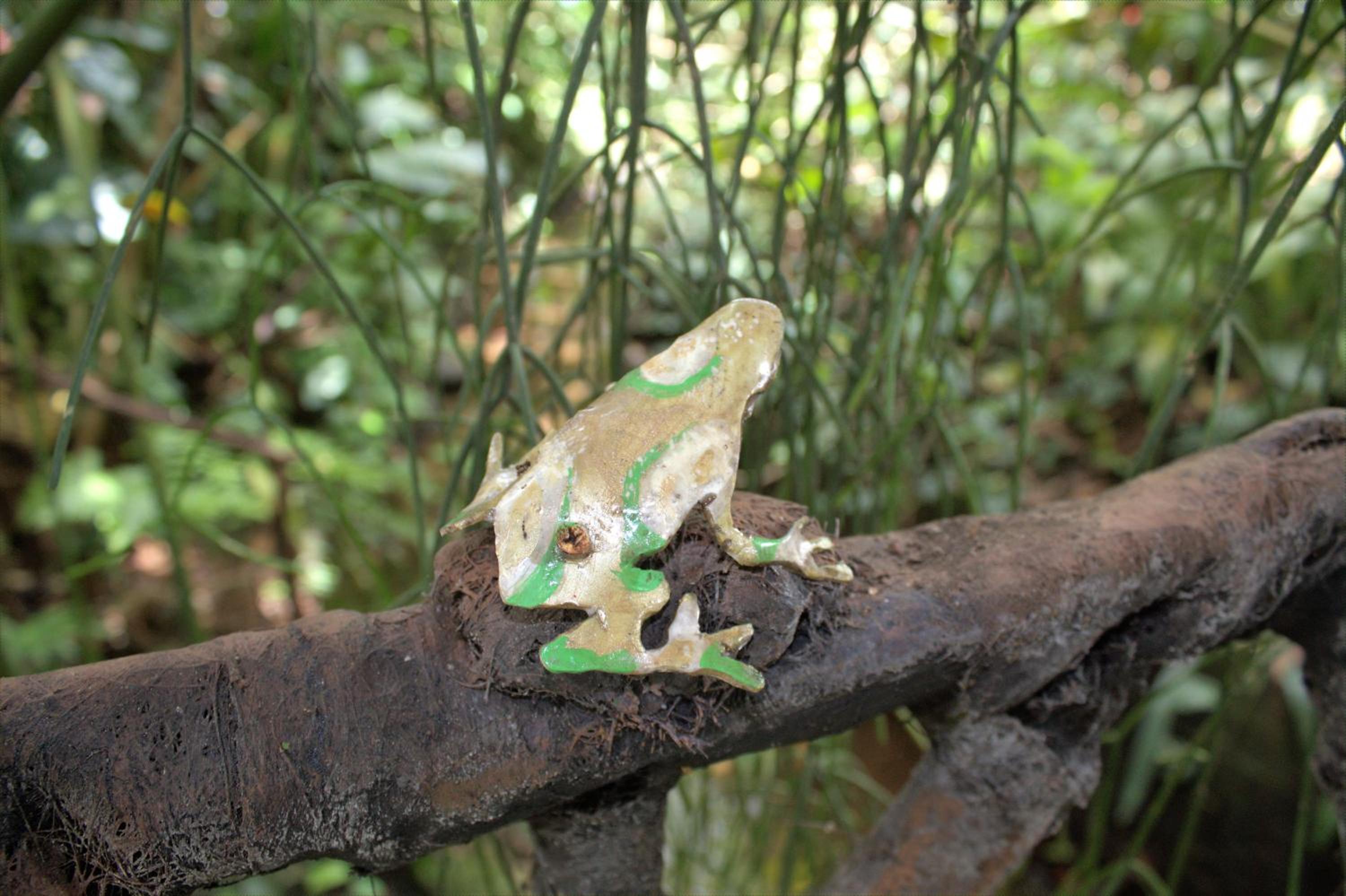 Salamandra Costa Rica
