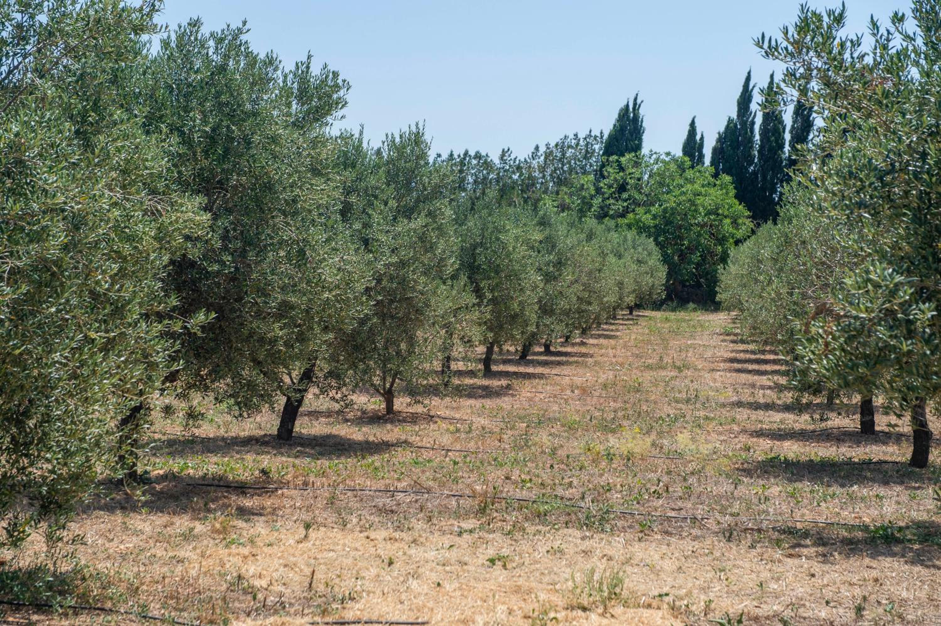 Finca Son Manyo Suite photo 4