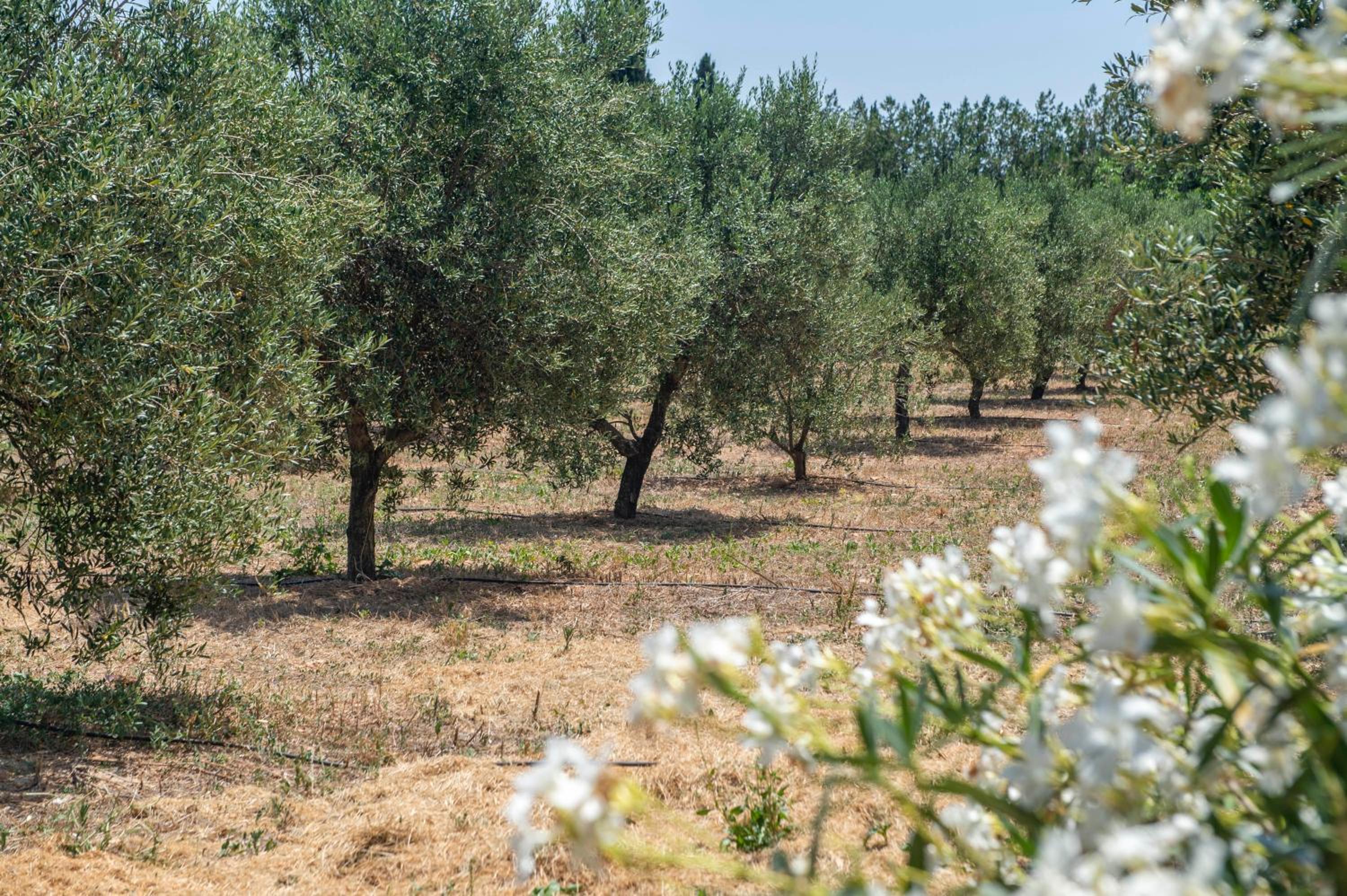 Finca Son Manyo Suite photo 3