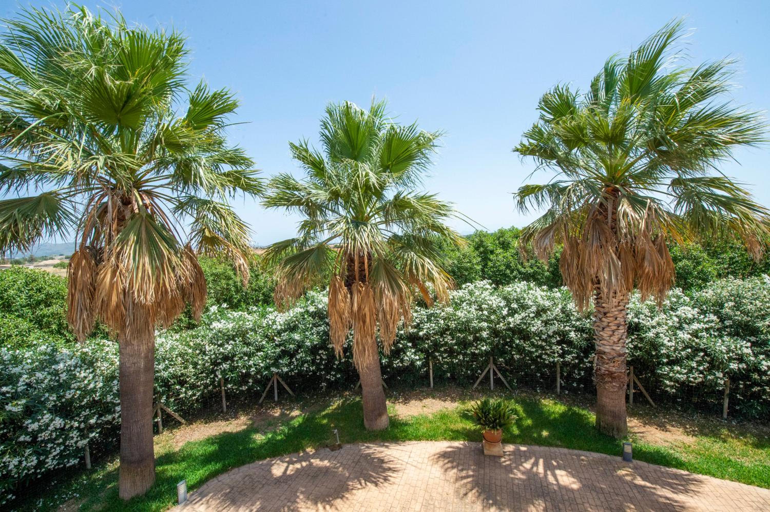 Finca Son Manyo Suite photo 5