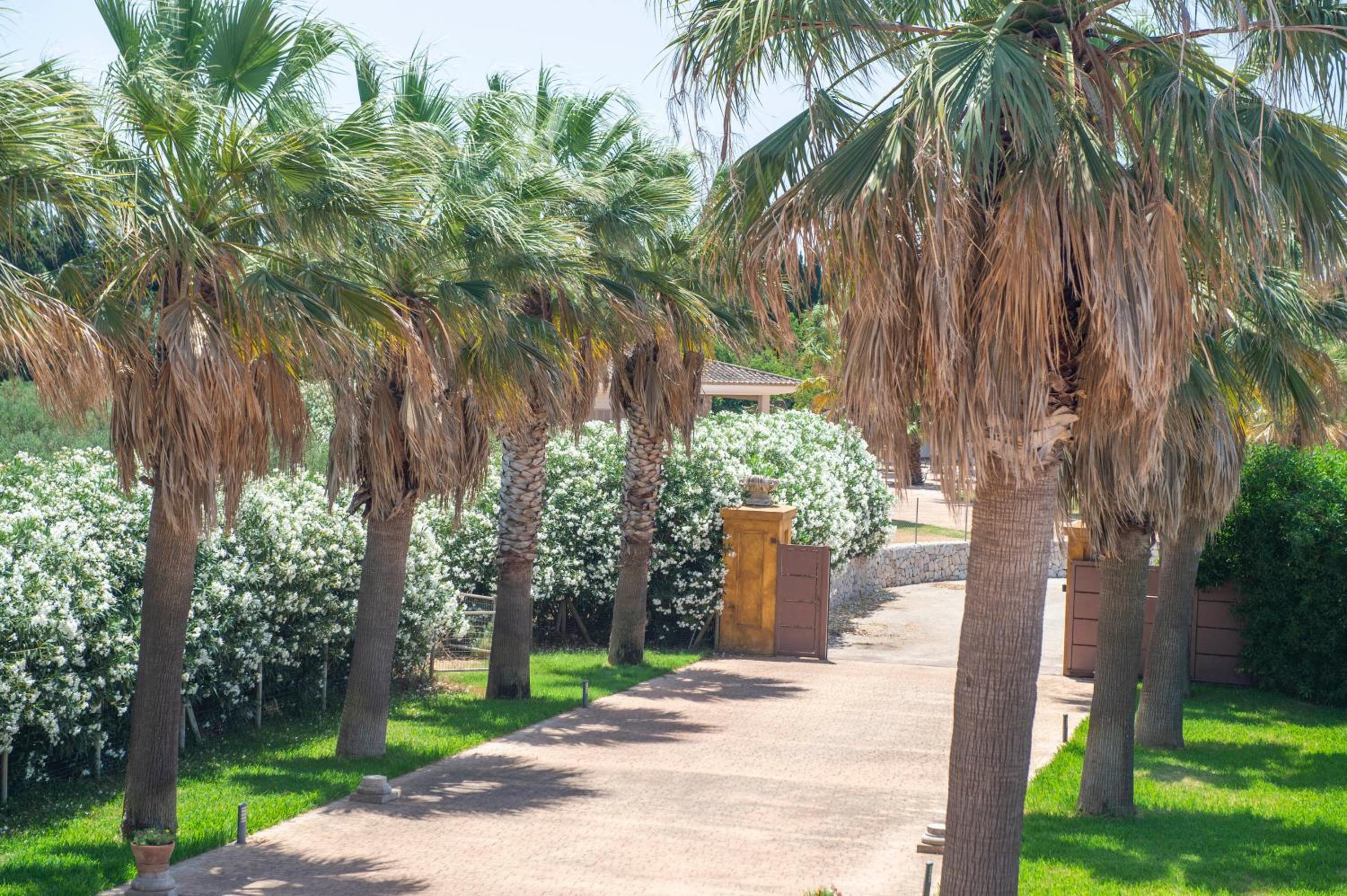 Finca Son Manyo Suite photo 2